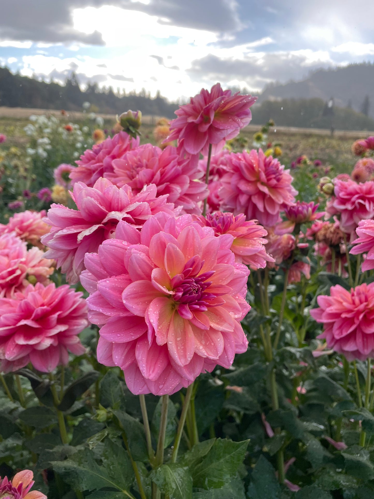 Southern Belle Dahlia Tuber