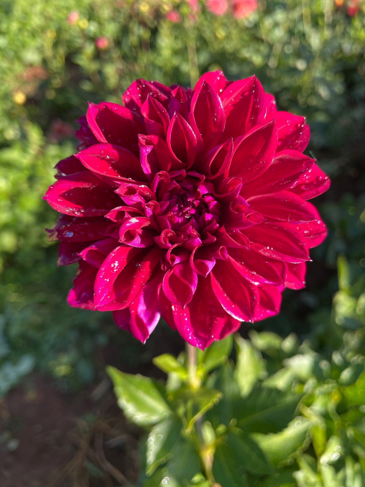 Diva Dahlia Tuber