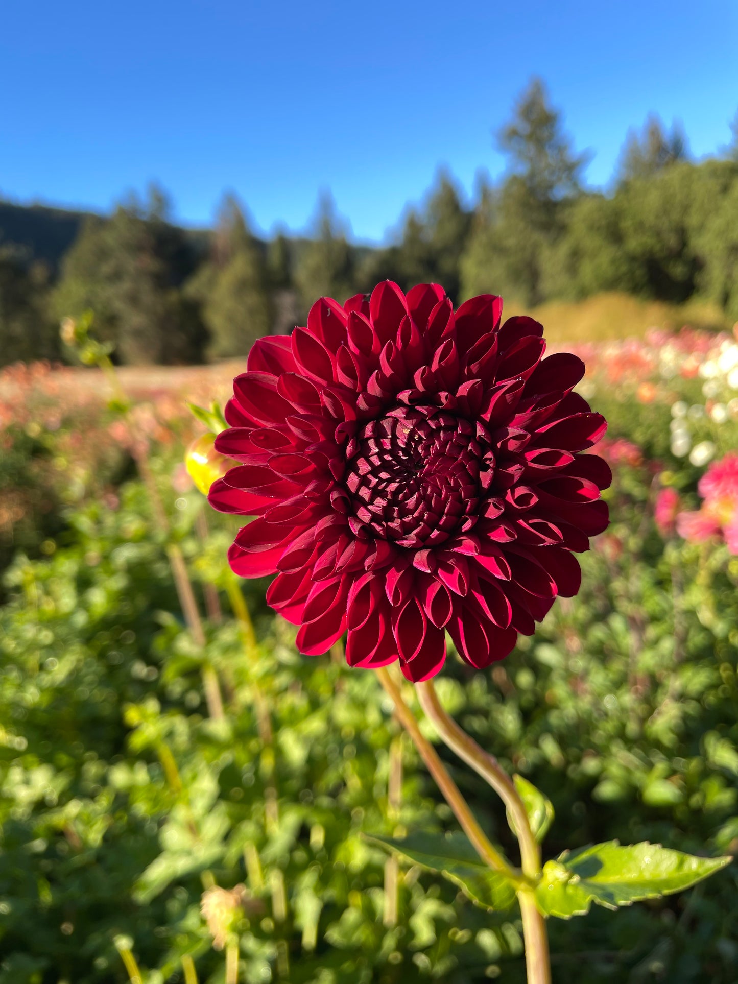 Diva Dahlia Tuber