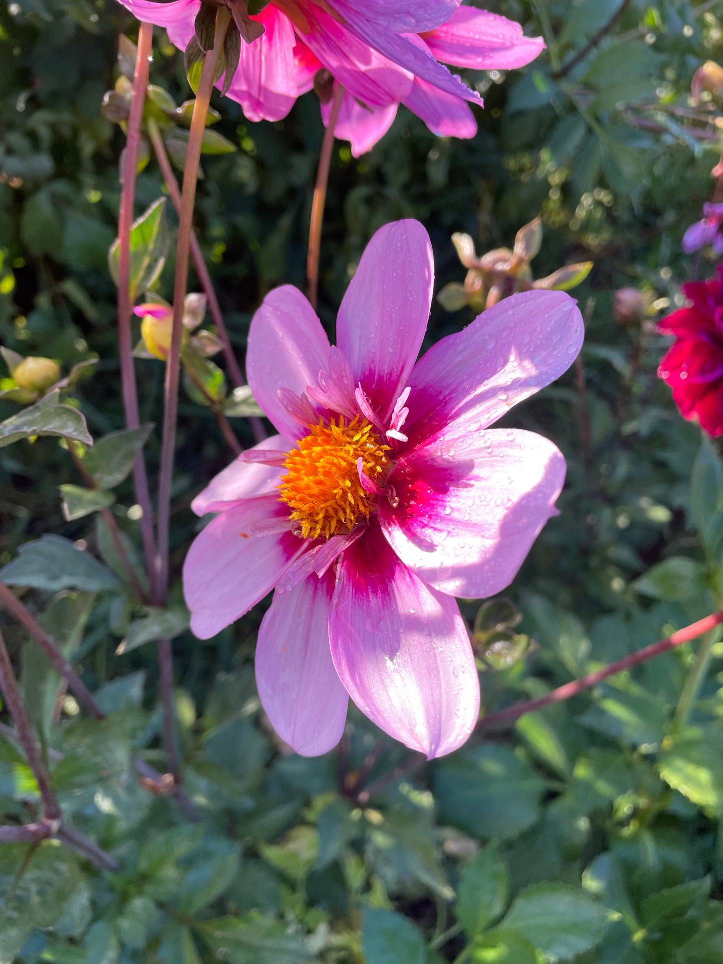 Bloomquist Sweet Dahlia Tuber