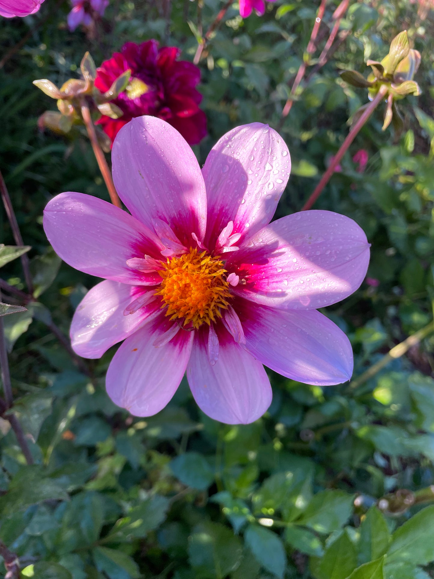 Bloomquist Sweet Dahlia Tuber