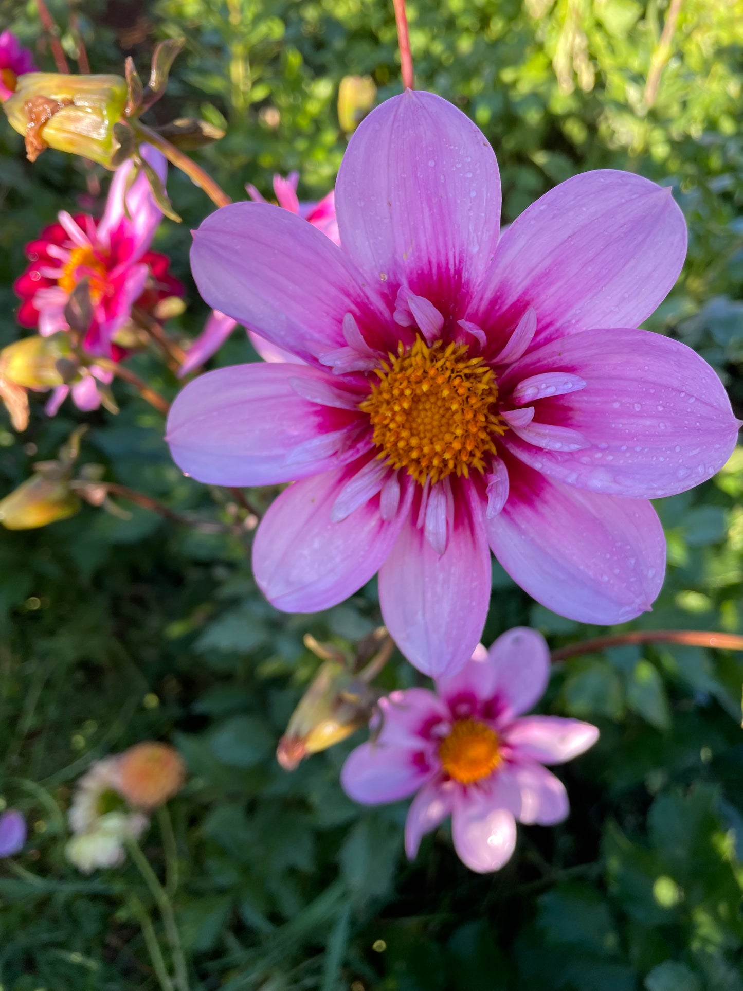 Bloomquist Sweet Dahlia Tuber
