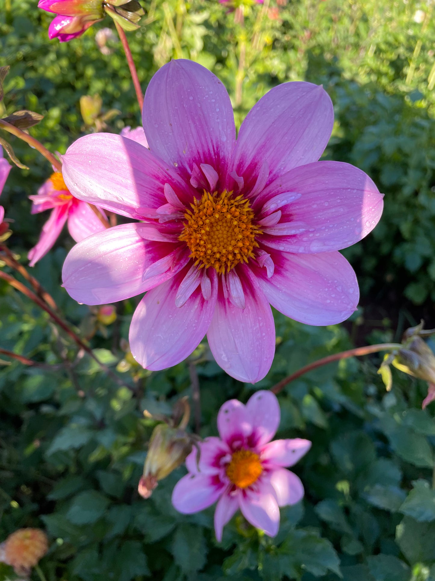 Bloomquist Sweet Dahlia Tuber