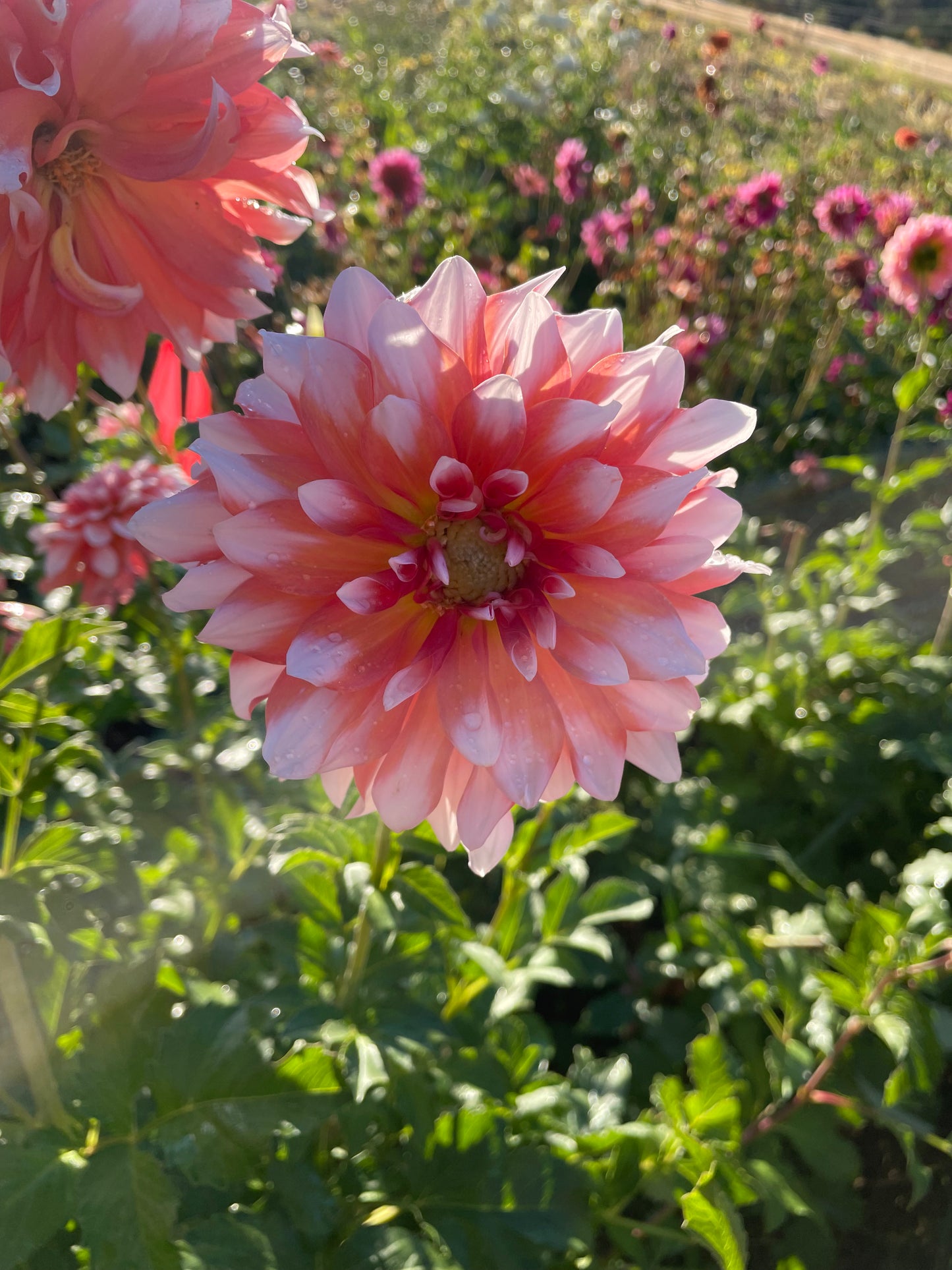 A La Mode Dahlia Tuber