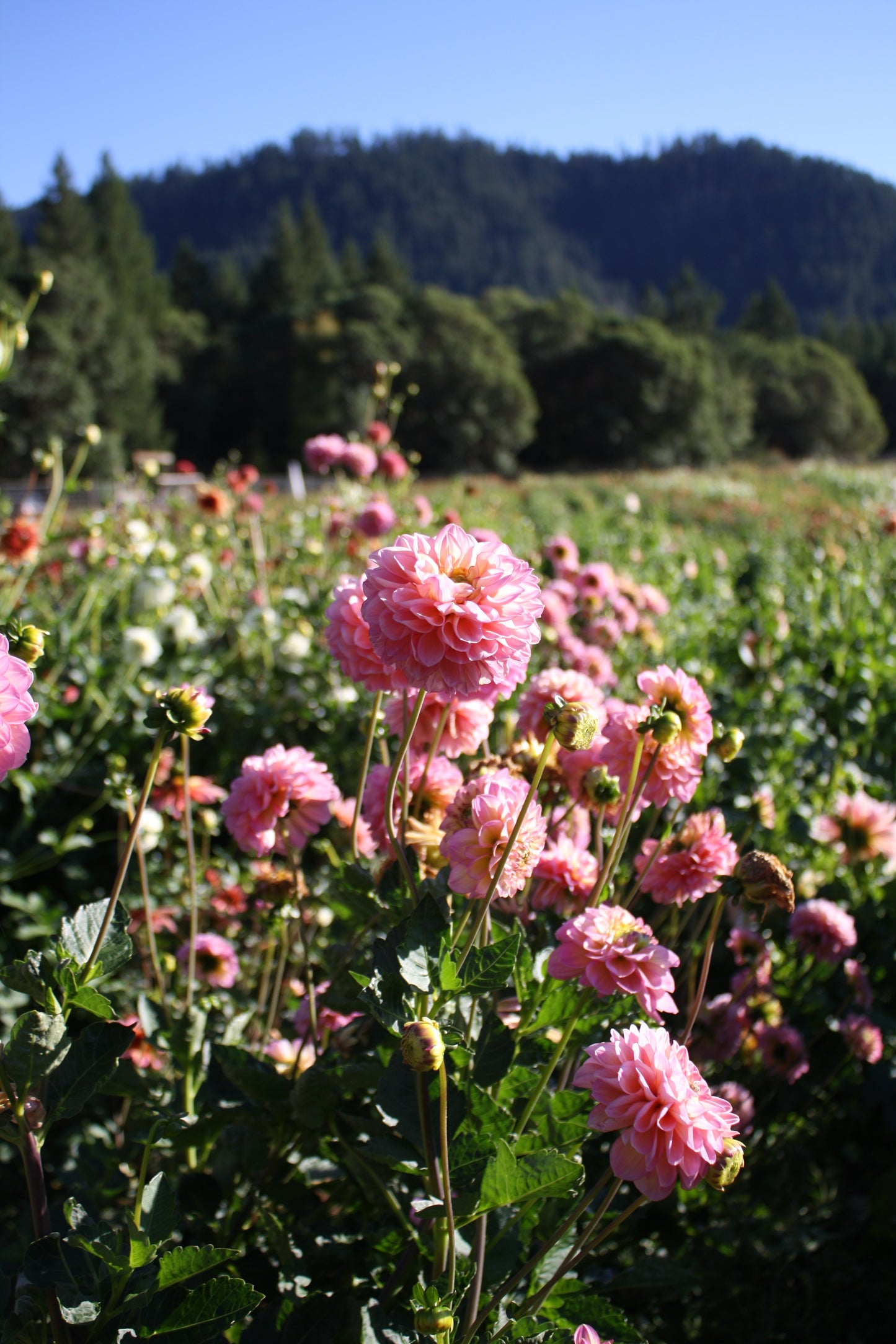 Foxy Lady Dahlia Tuber