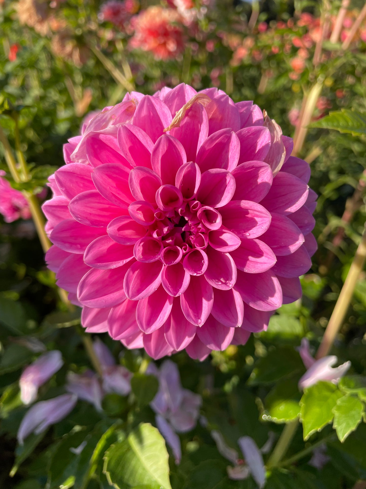 Sweet Fabienne Dahlia Tuber