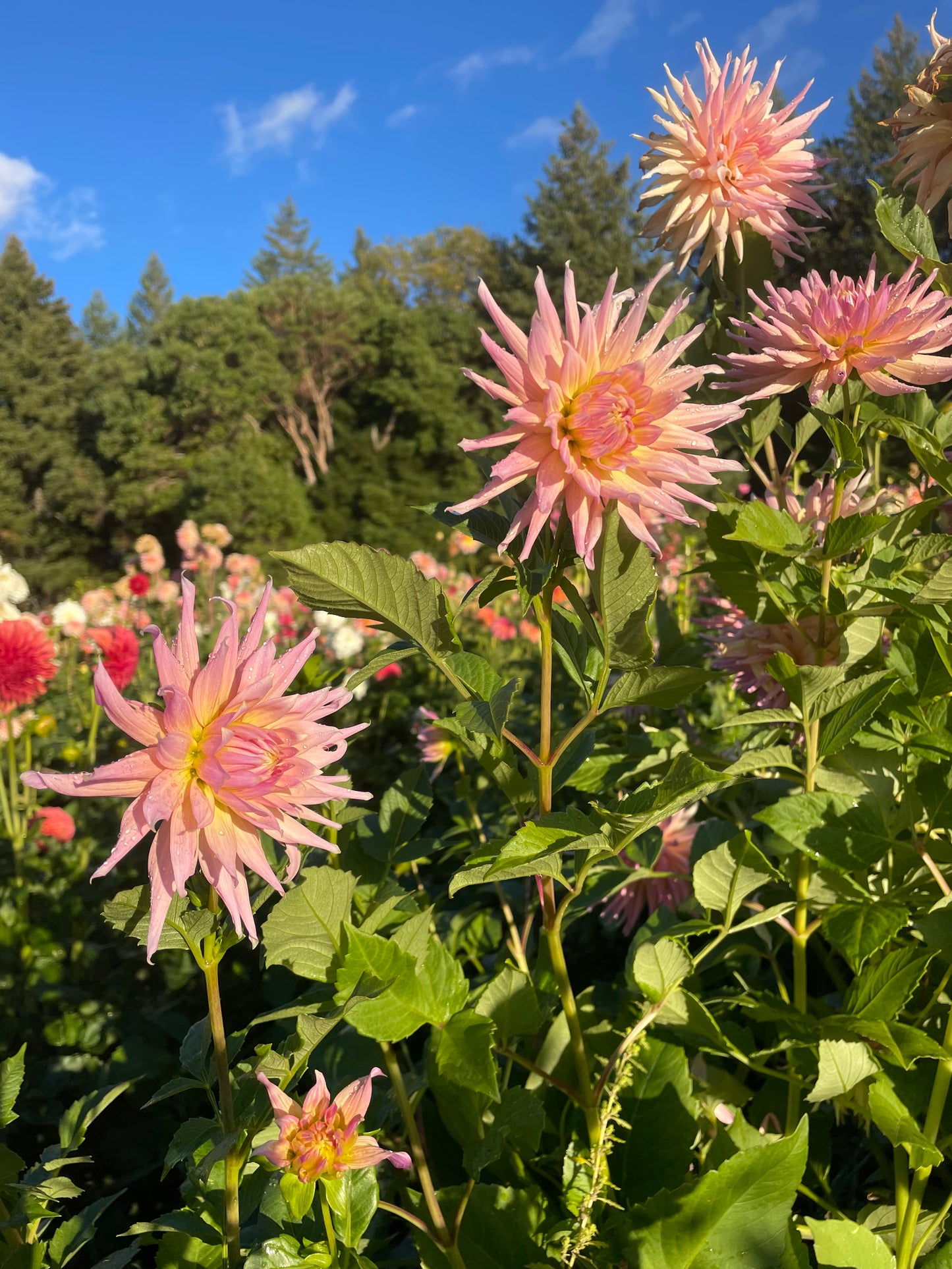 Wyn's Mauve Mist Dahlia Tuber
