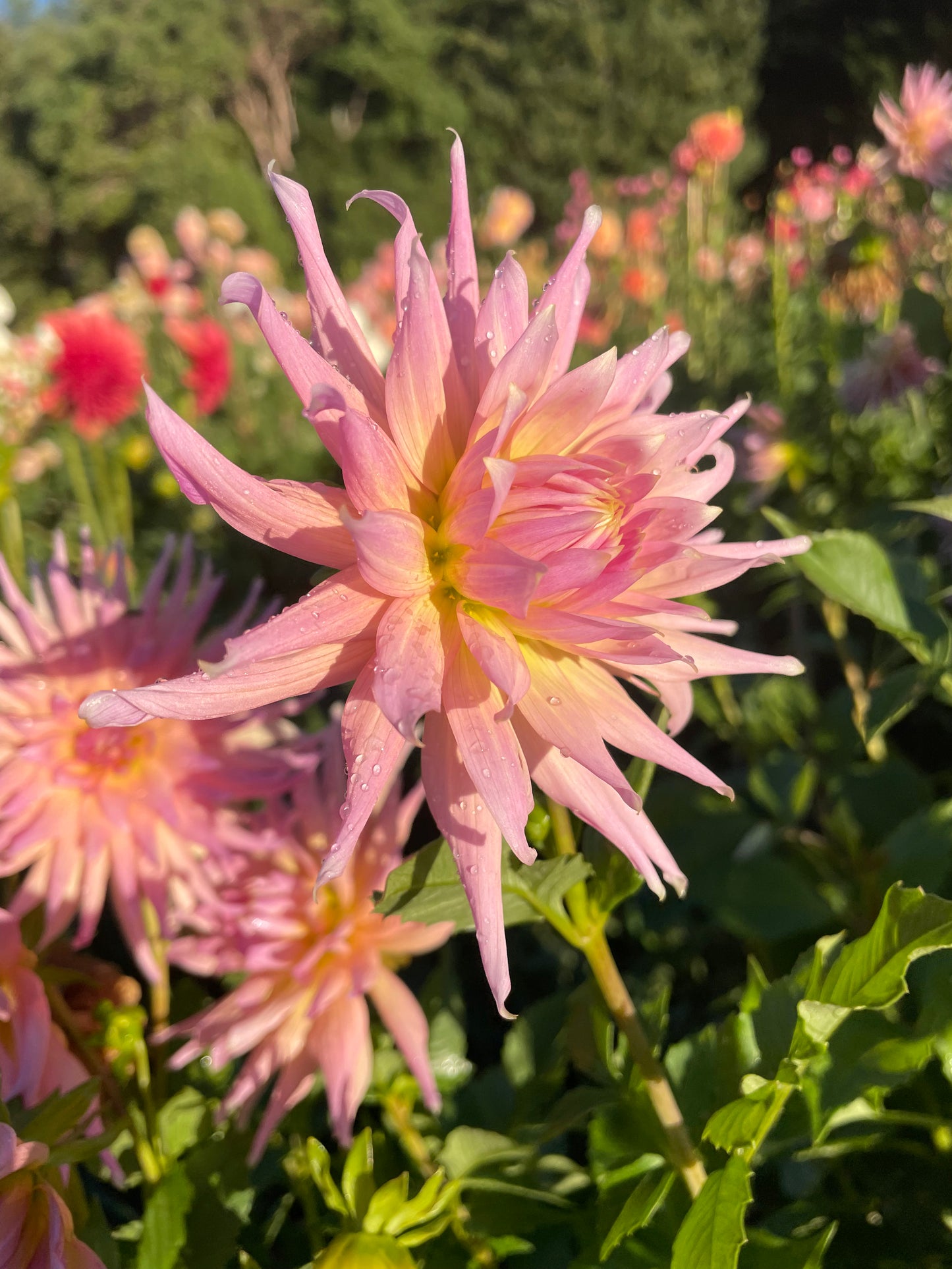 Wyn's Mauve Mist Dahlia Tuber