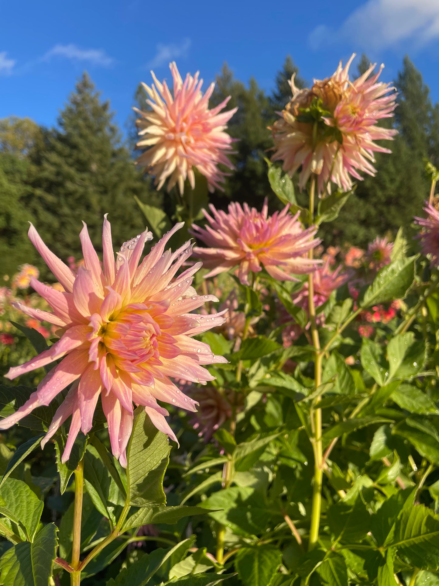 Wyn's Mauve Mist Dahlia Tuber