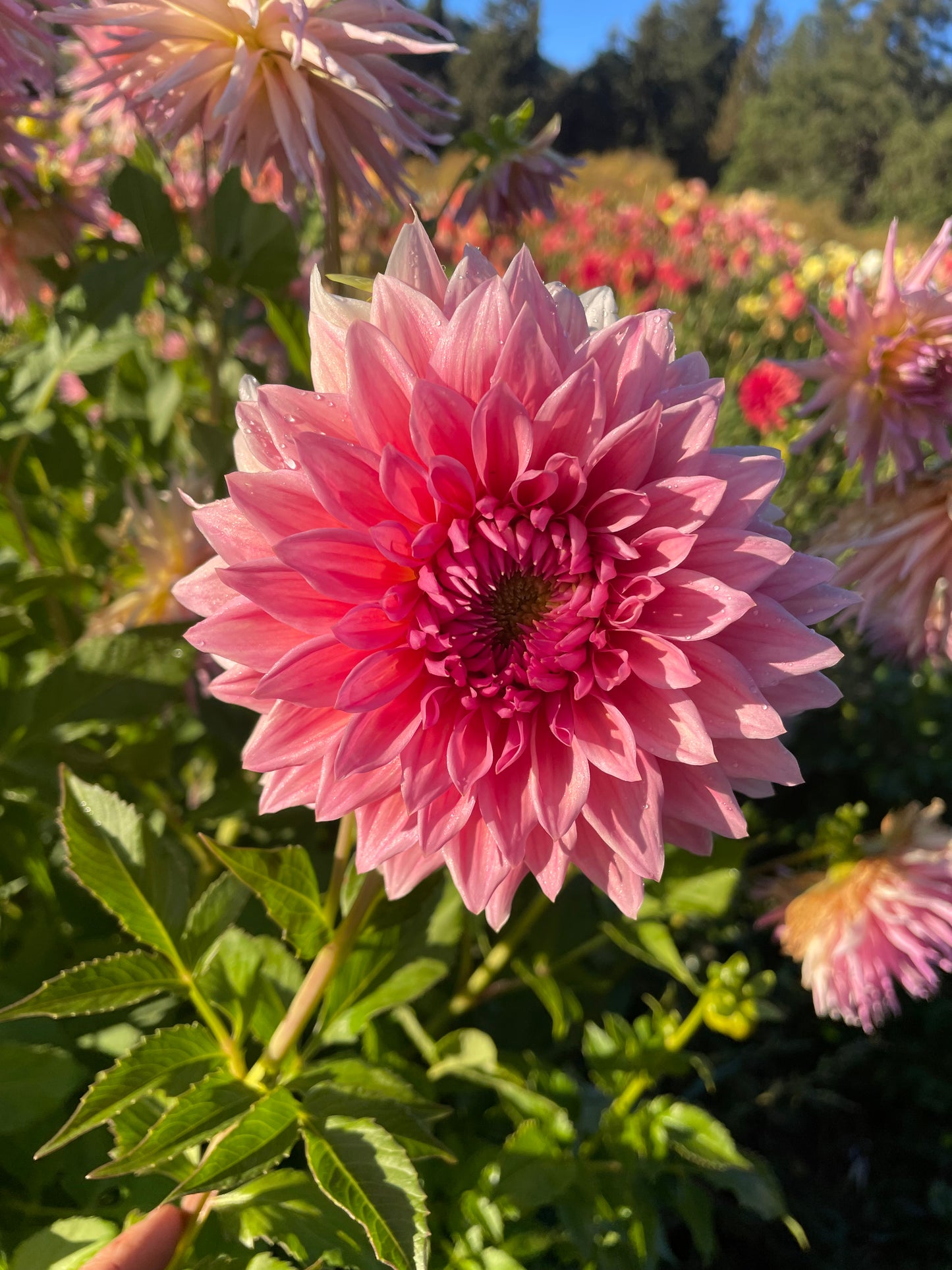 Wyn's Pink Pearl Dahlia Tuber