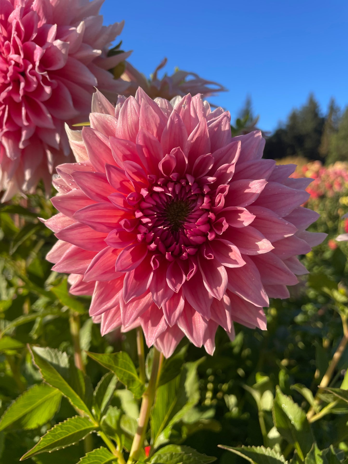 Wyn's Pink Pearl Dahlia Tuber