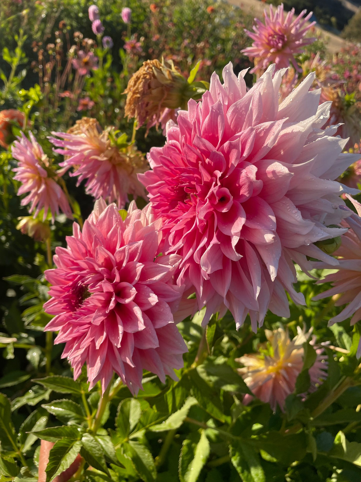 Wyn's Pink Pearl Dahlia Tuber