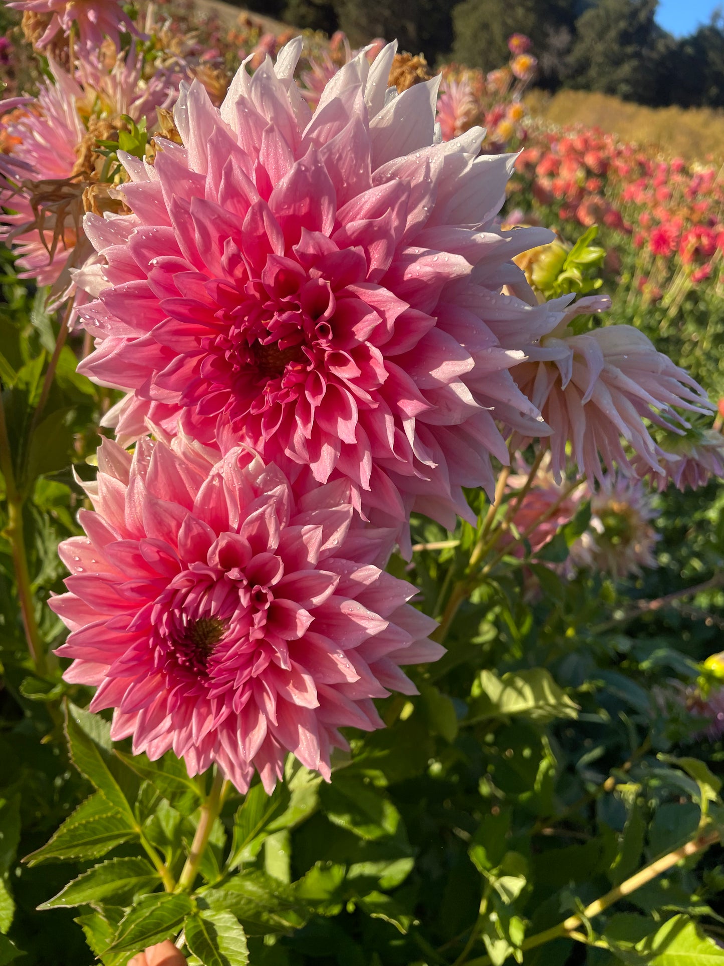 Wyn's Pink Pearl Dahlia Tuber