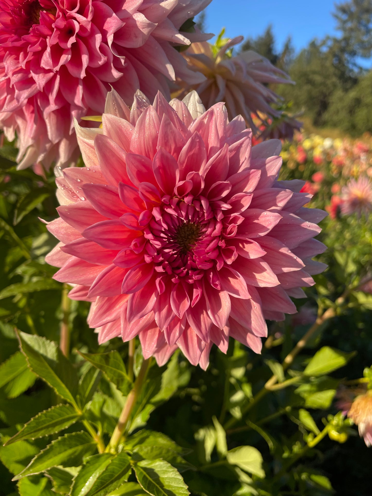 Wyn's Pink Pearl Dahlia Tuber