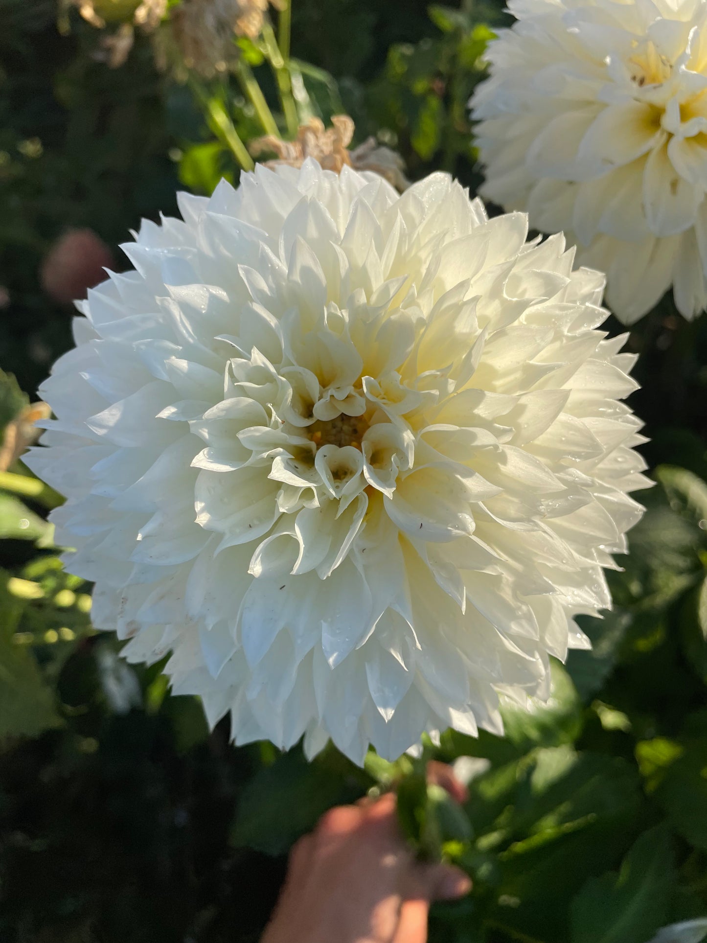 Gitt's Attention Dahlia Tuber
