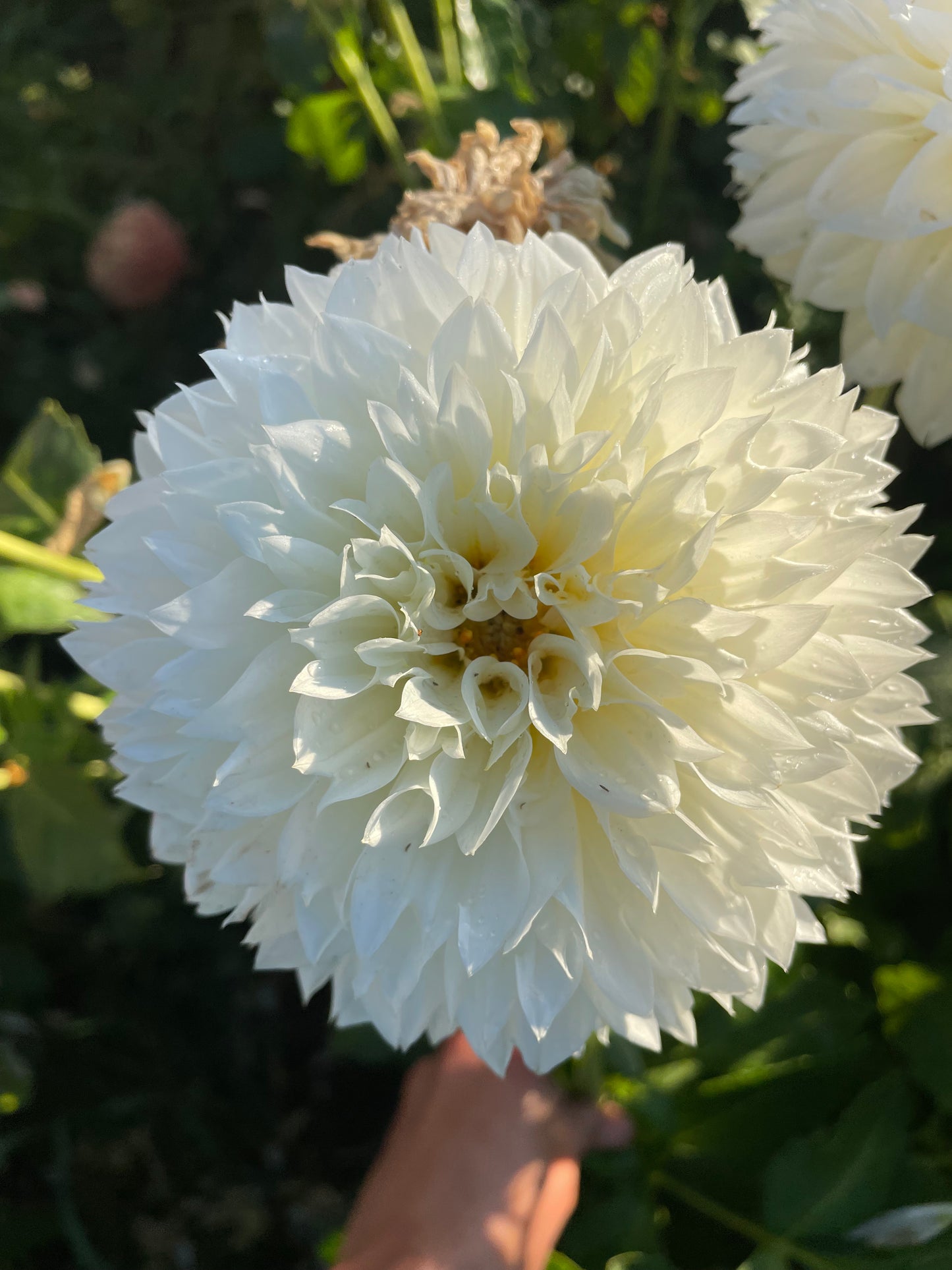 Gitt's Attention Dahlia Tuber