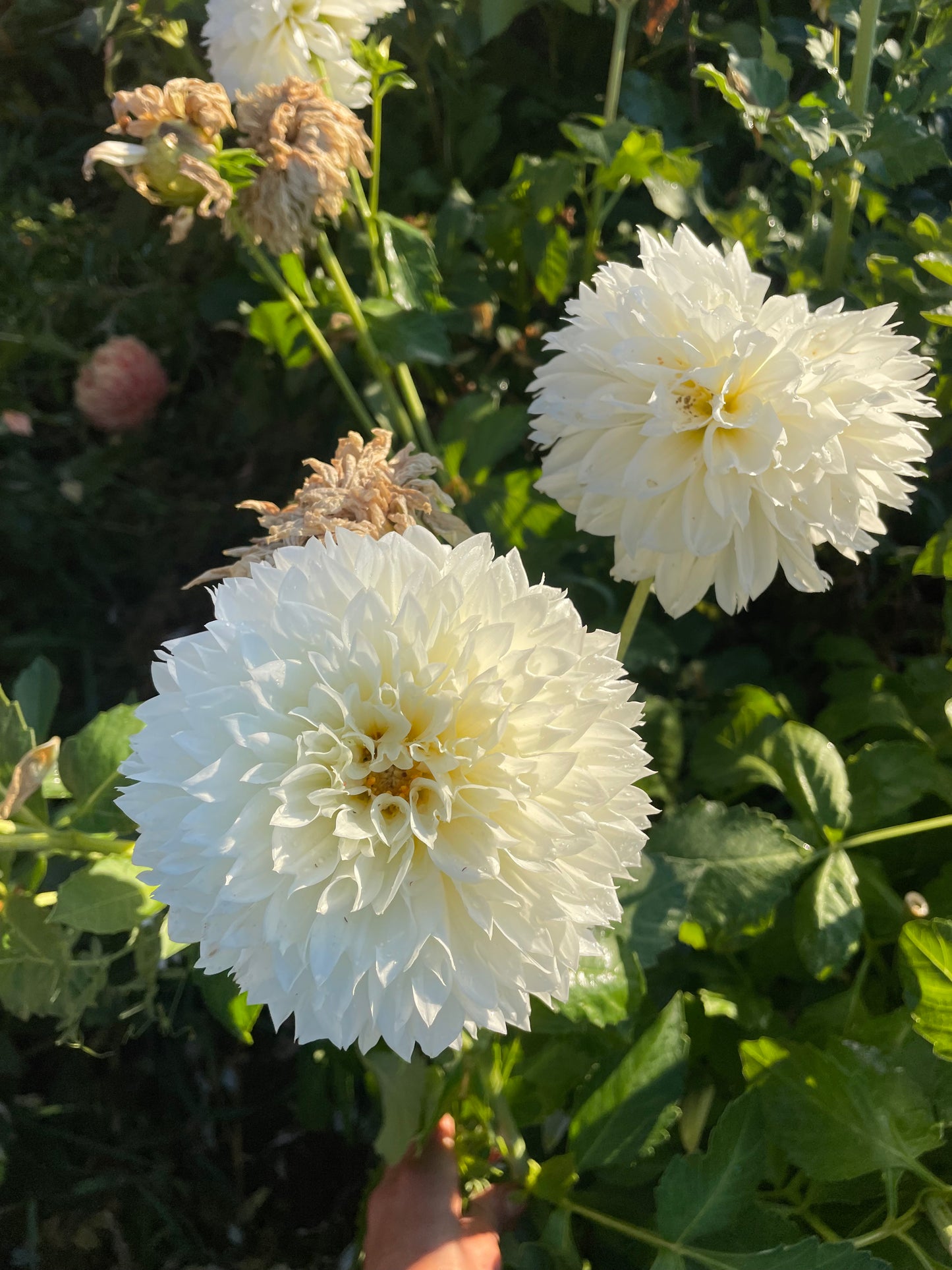 Gitt's Attention Dahlia Tuber