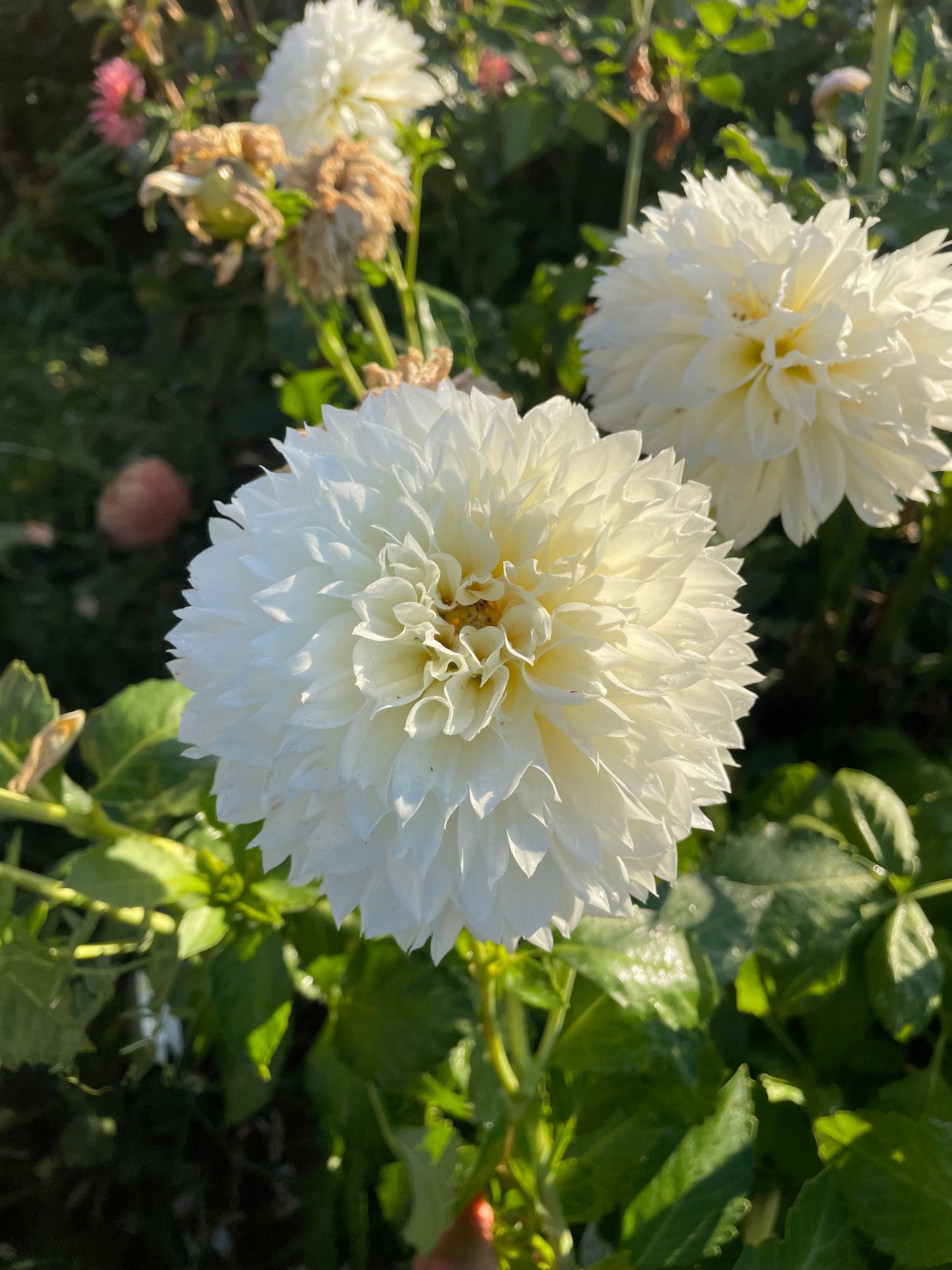 Gitt's Attention Dahlia Tuber
