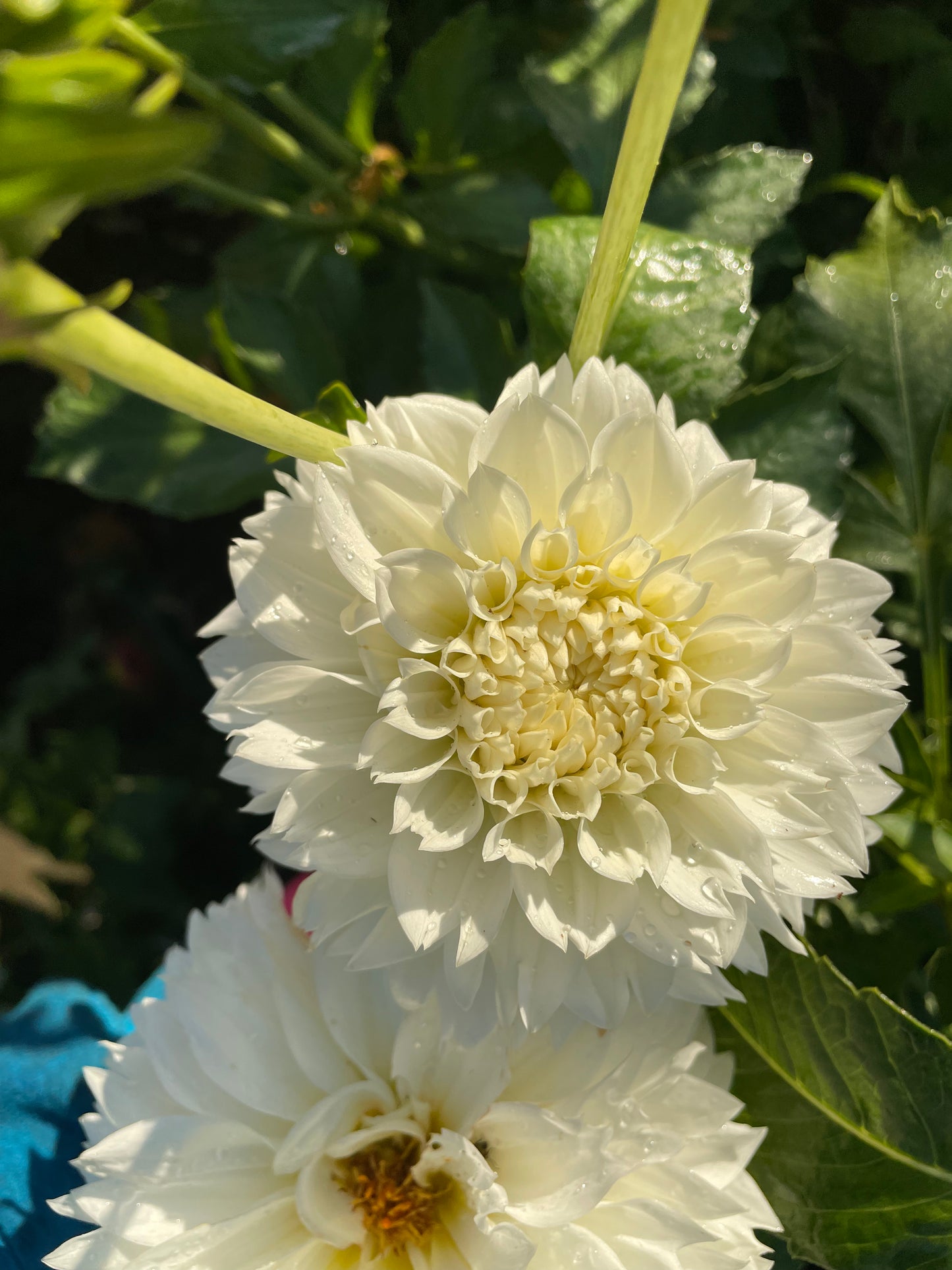 Gitt's Attention Dahlia Tuber
