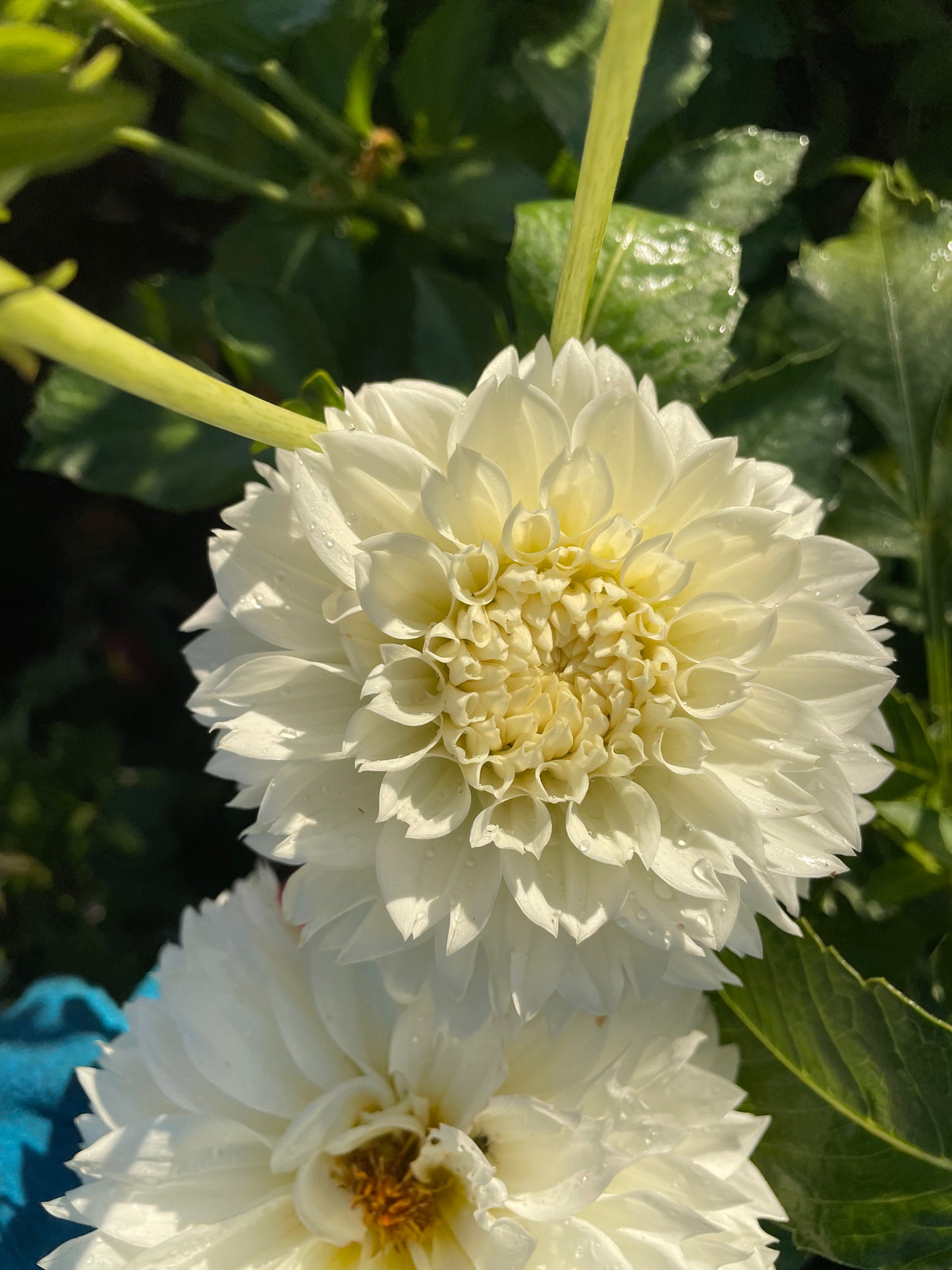 Gitt's Attention Dahlia Tuber