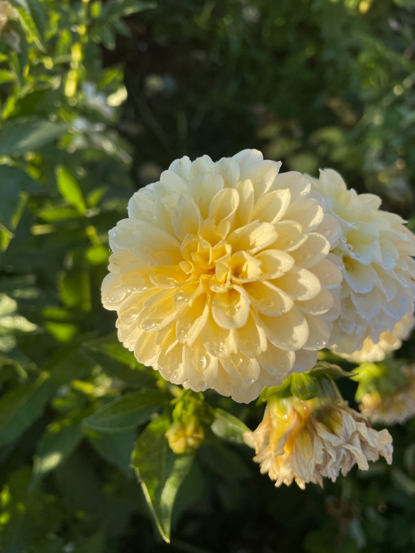 Creamy Dahlia Tuber