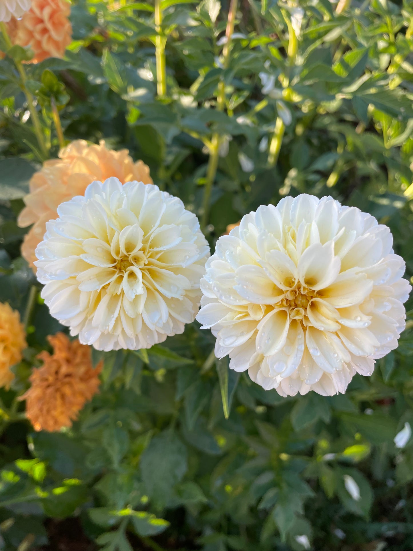 Creamy Dahlia Tuber