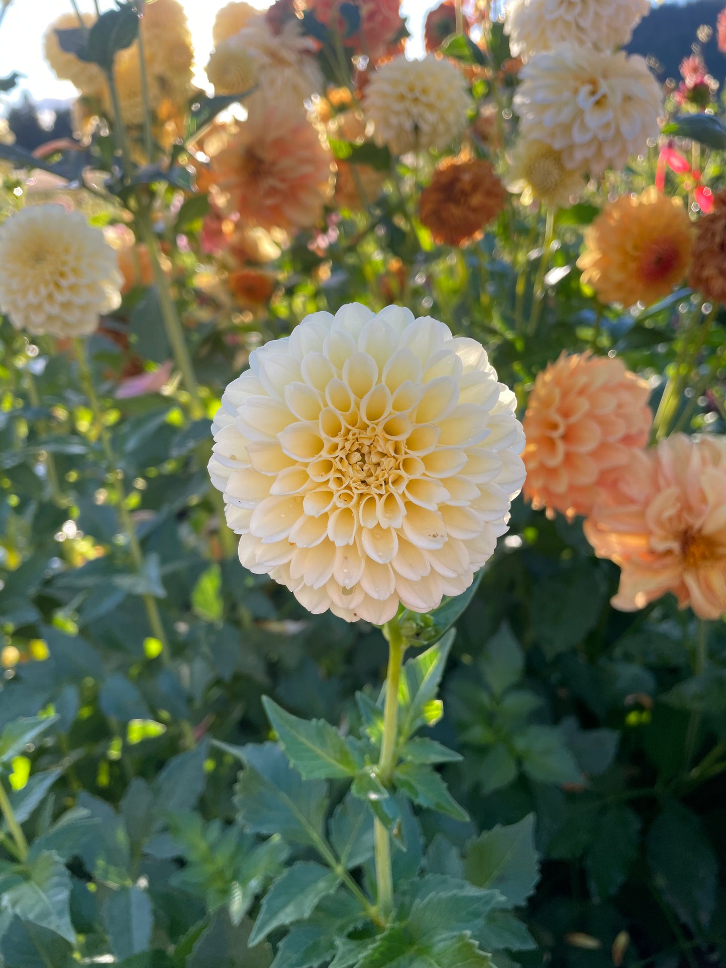 Creamy Dahlia Tuber