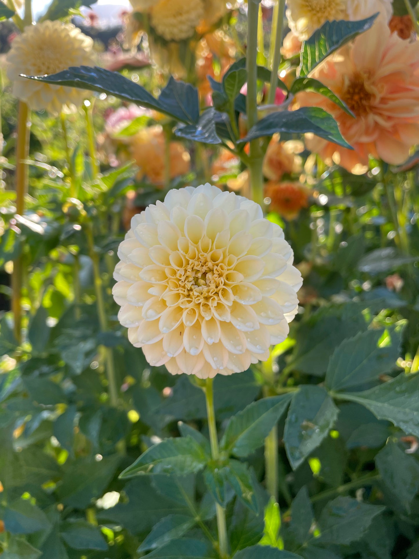 Creamy Dahlia Tuber