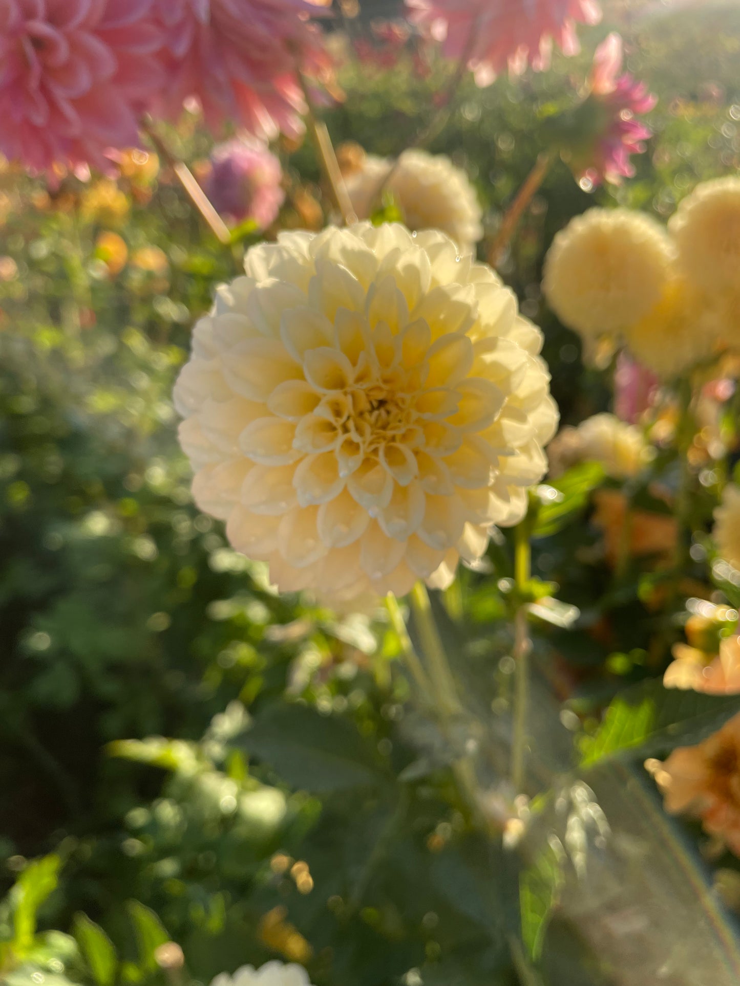 Creamy Dahlia Tuber