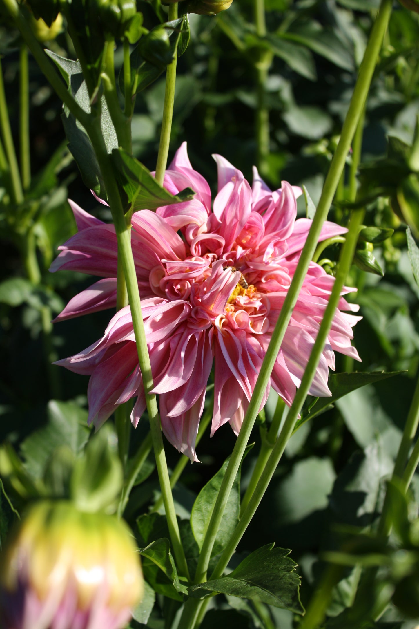 Cafe au Lait Royal Dahlia Tuber