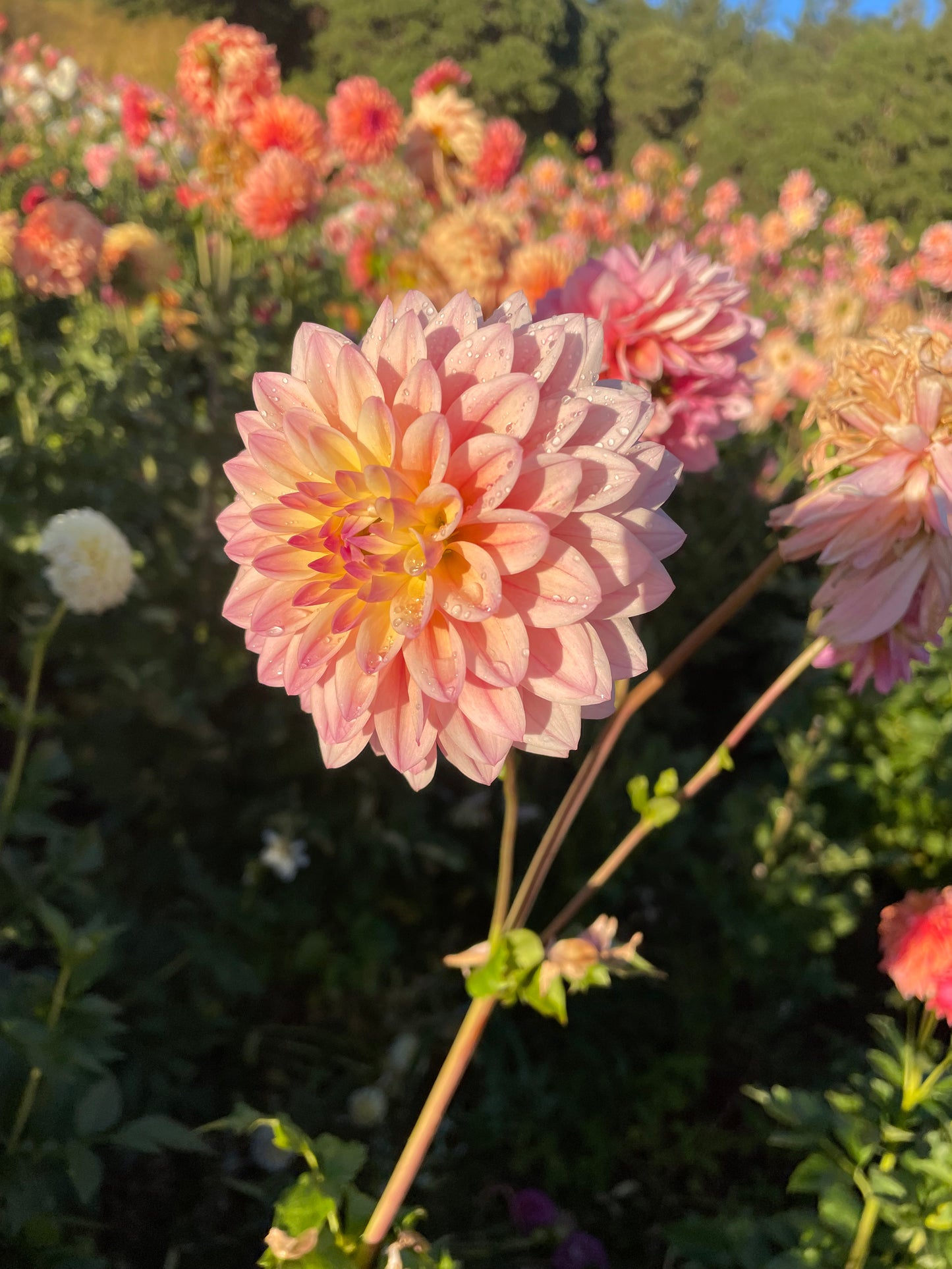 Coralie Dahlia Tuber