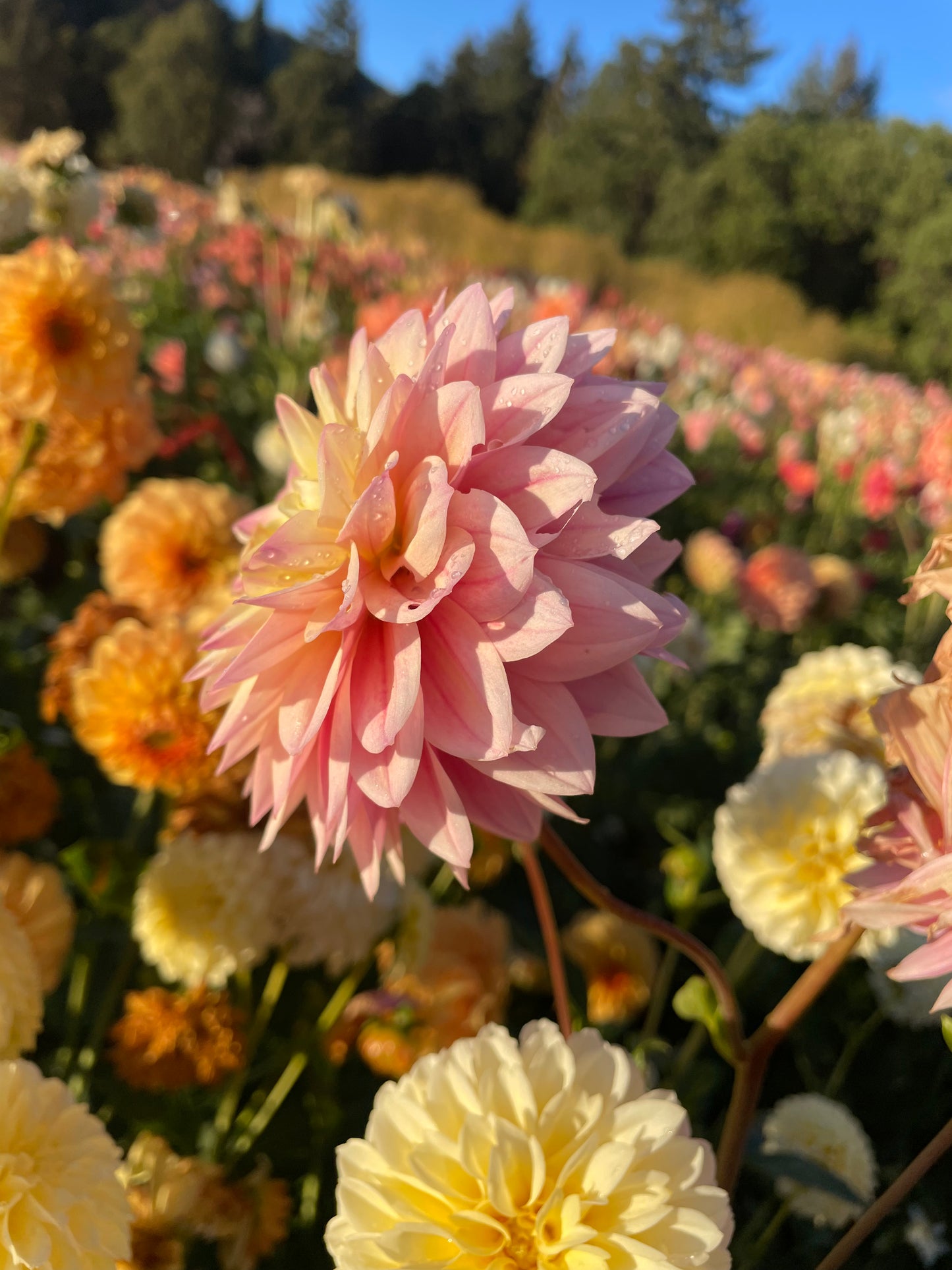Coralie Dahlia Tuber