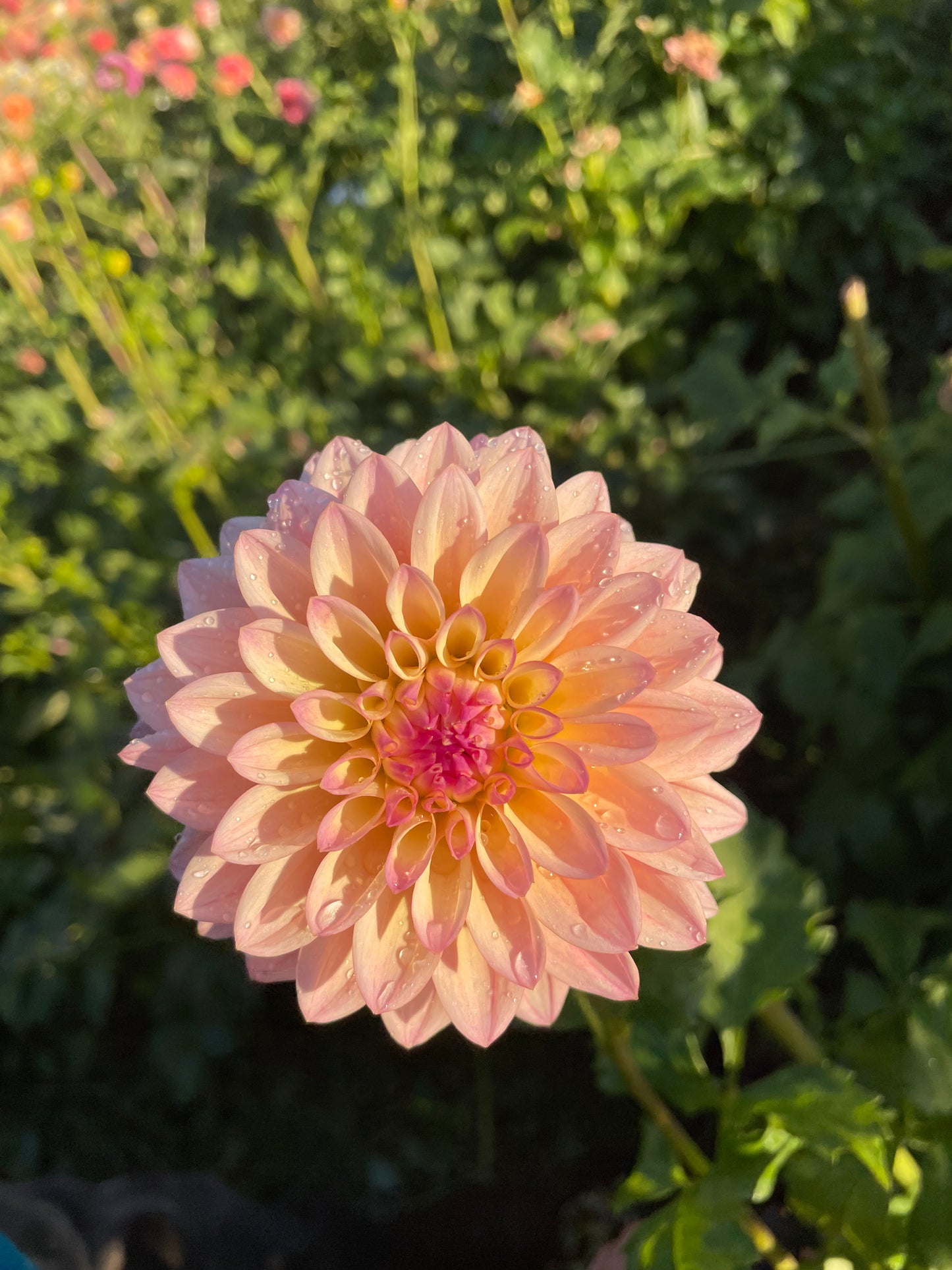 Coralie Dahlia Tuber