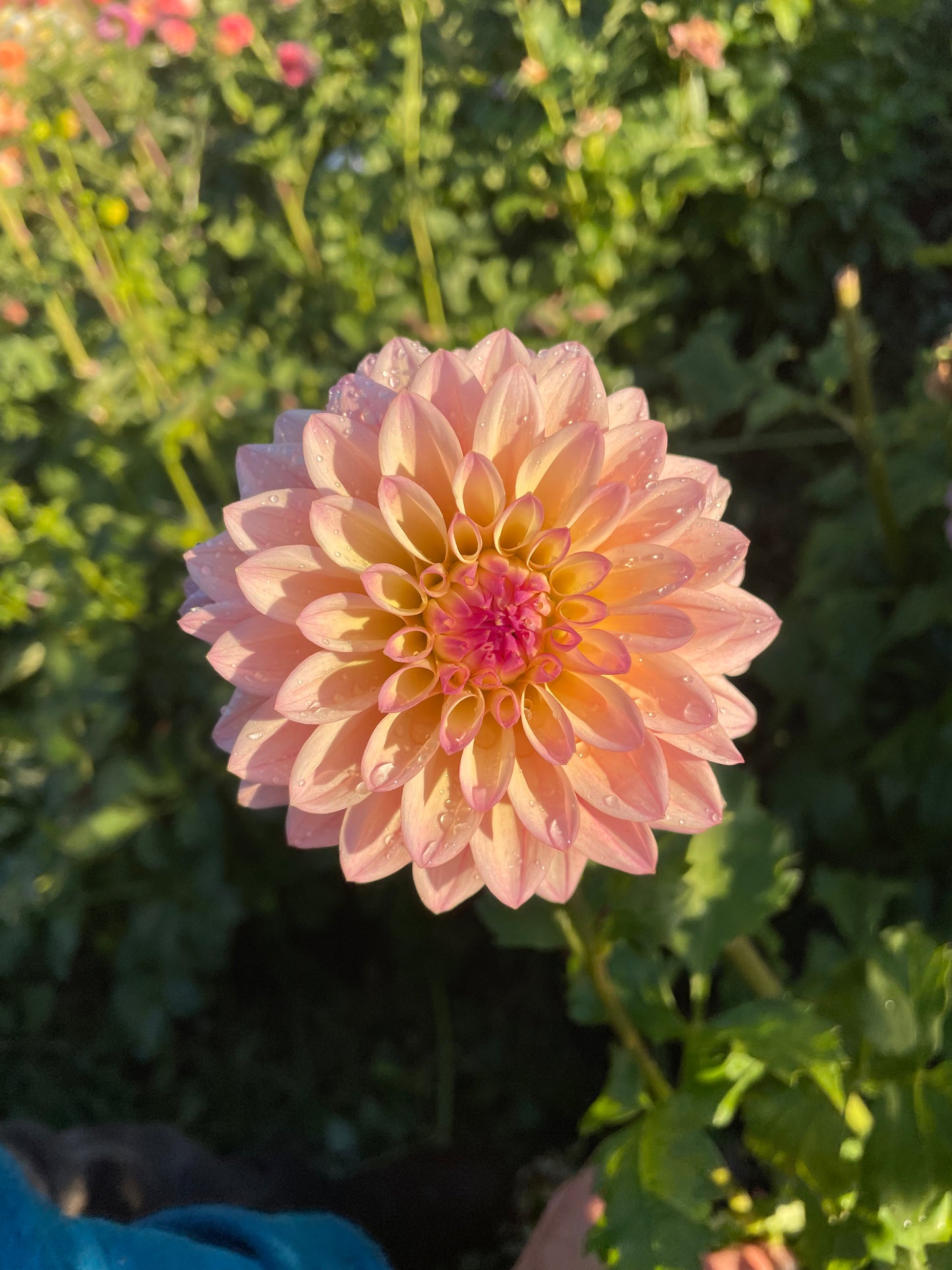 Coralie Dahlia Tuber