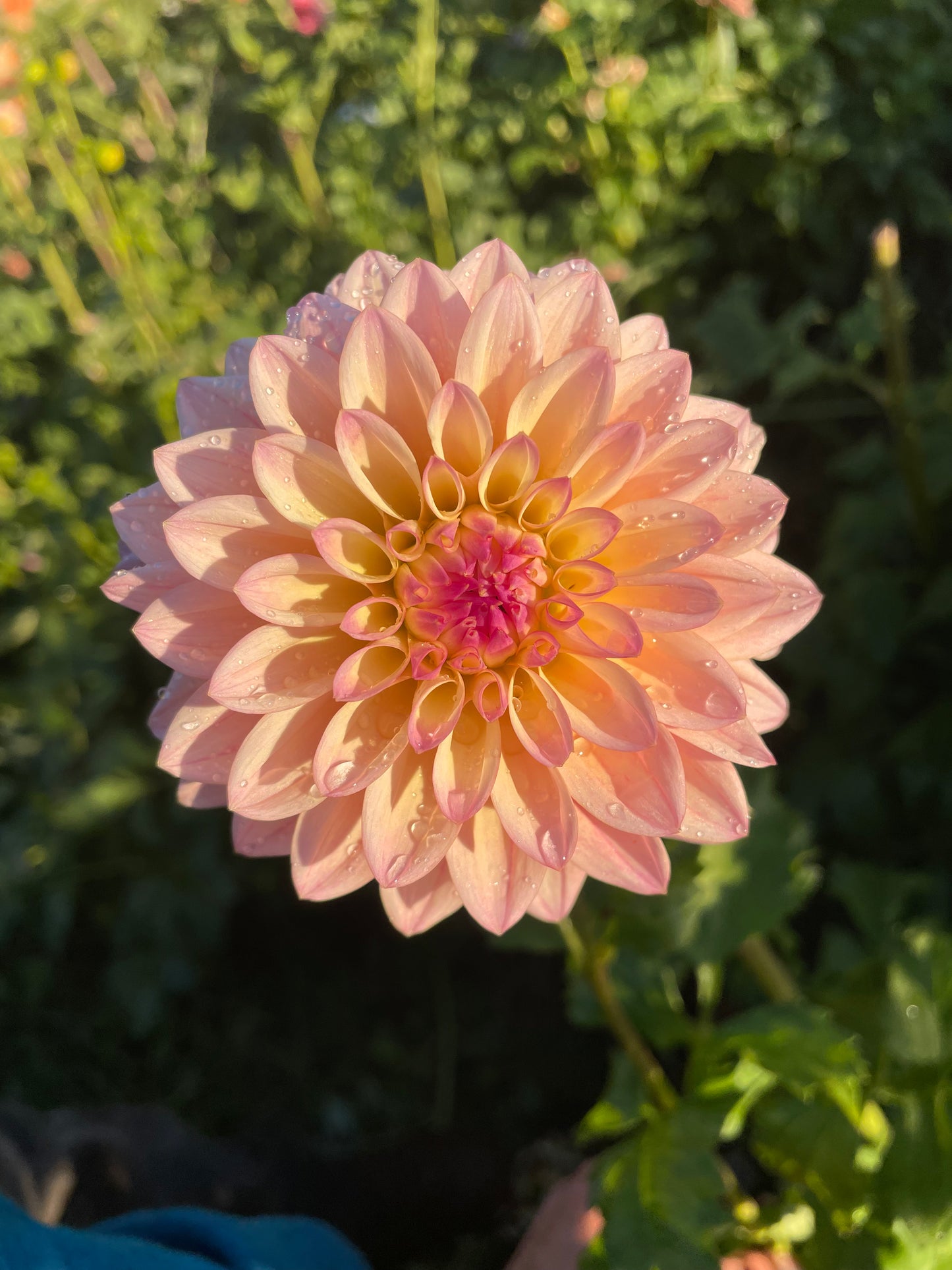 Coralie Dahlia Tuber