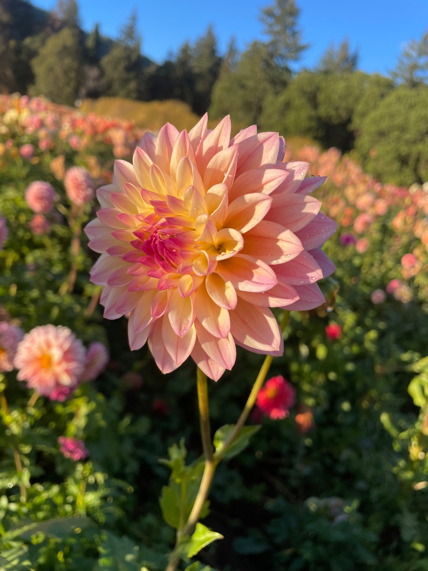 Coralie Dahlia Tuber