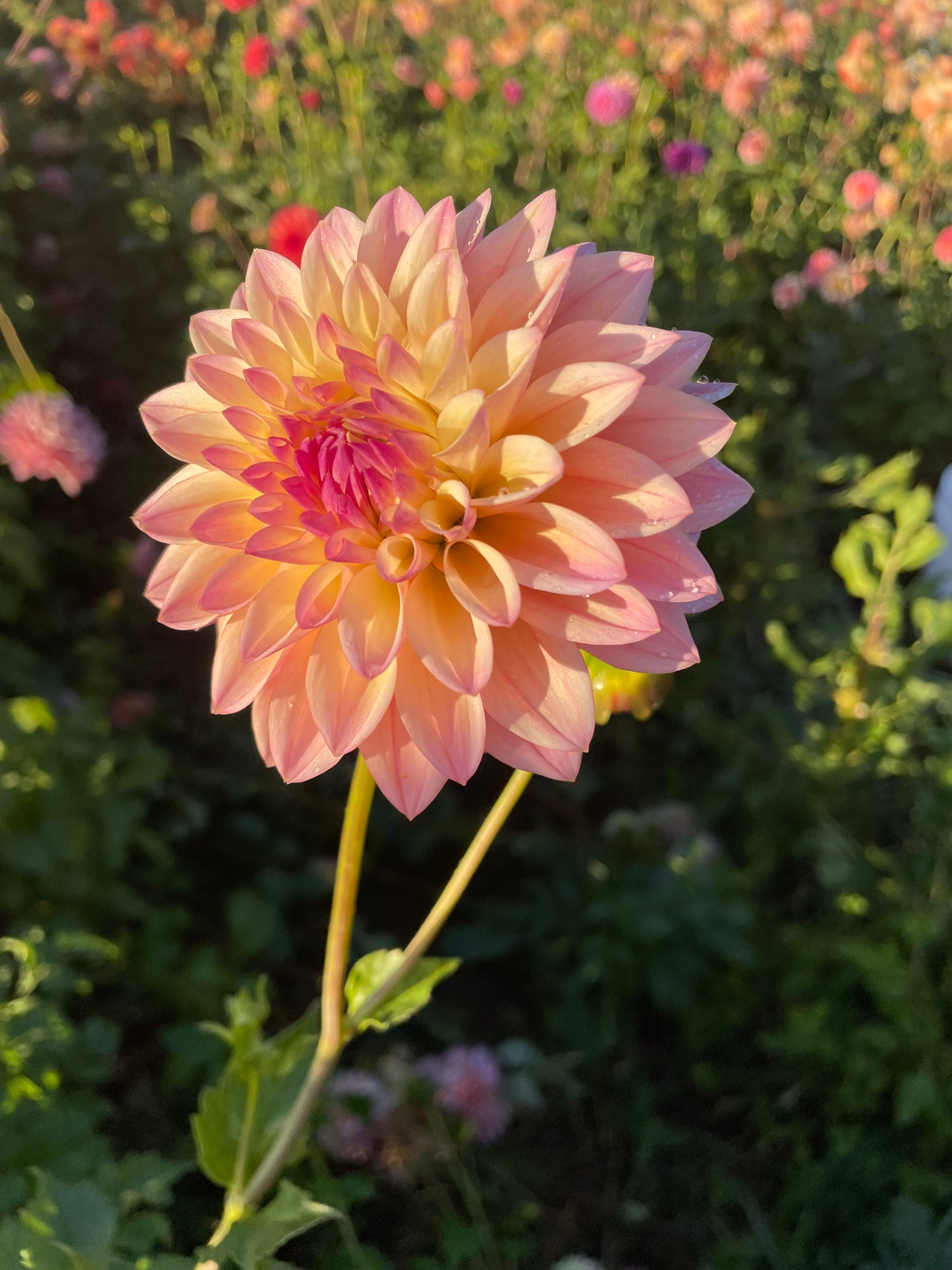 Coralie Dahlia Tuber