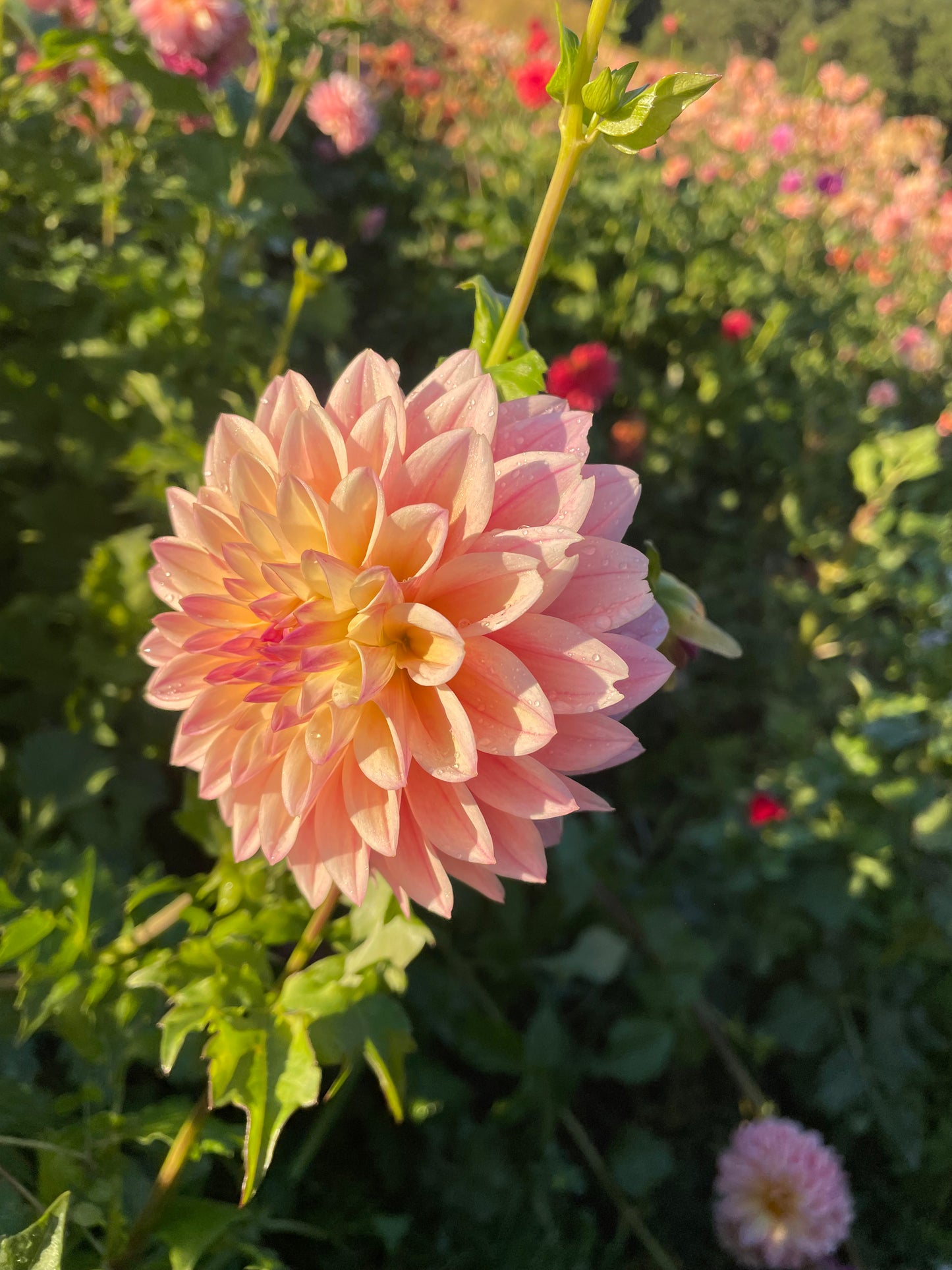 Coralie Dahlia Tuber