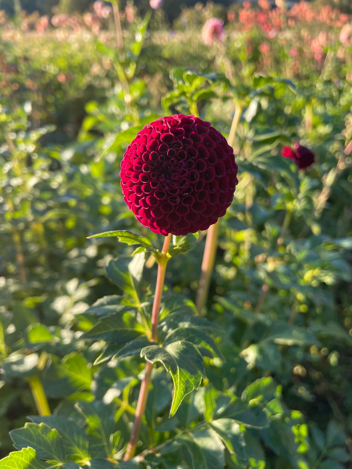 Moor Place Dahlia Tuber