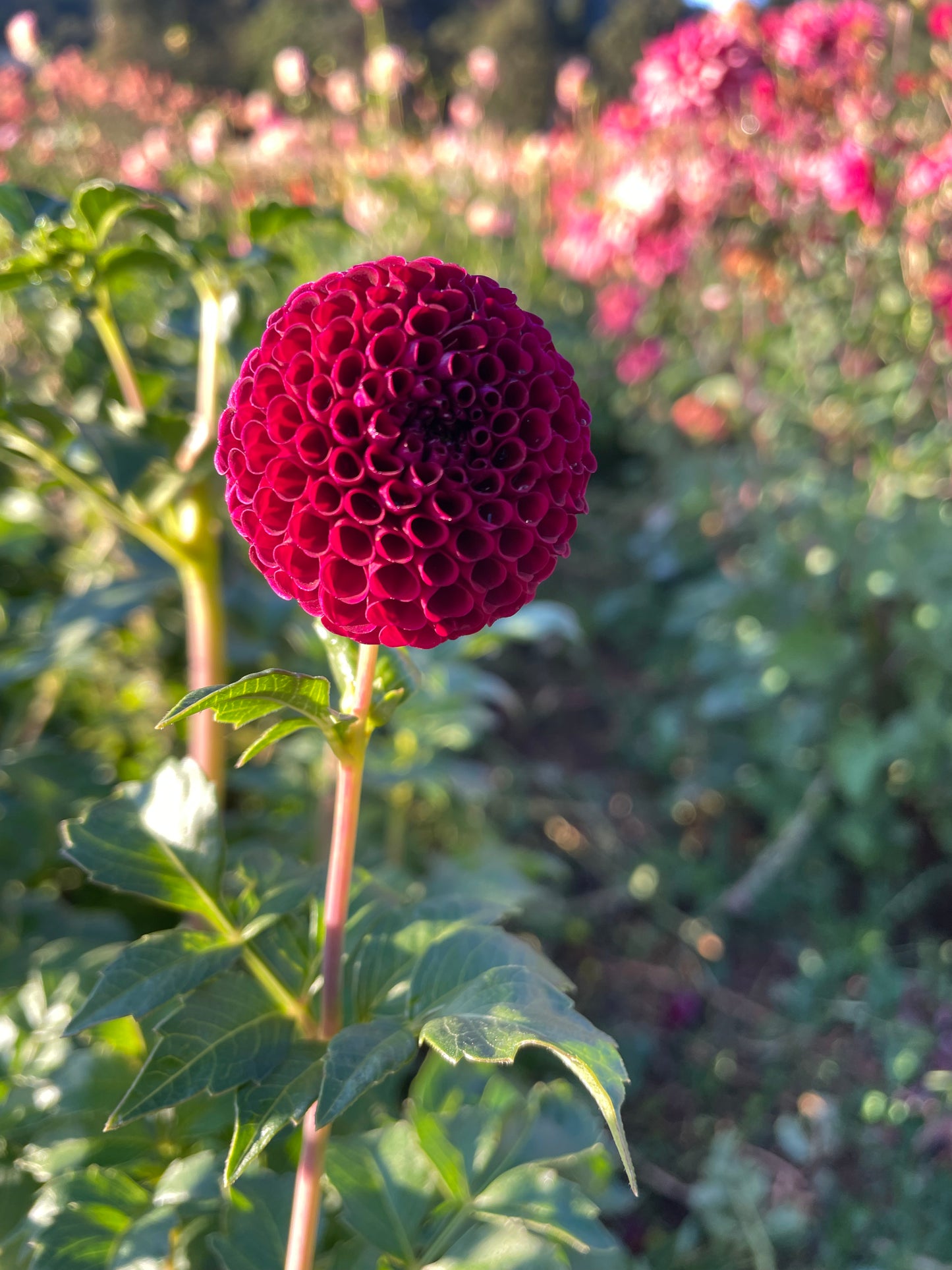 Moor Place Dahlia Tuber
