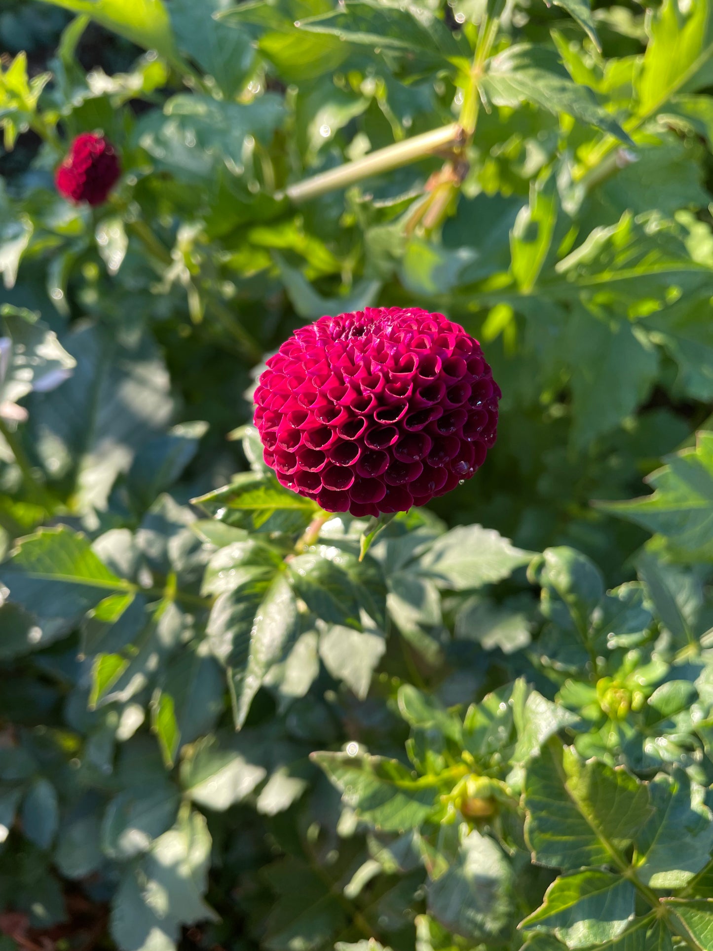 Moor Place Dahlia Tuber