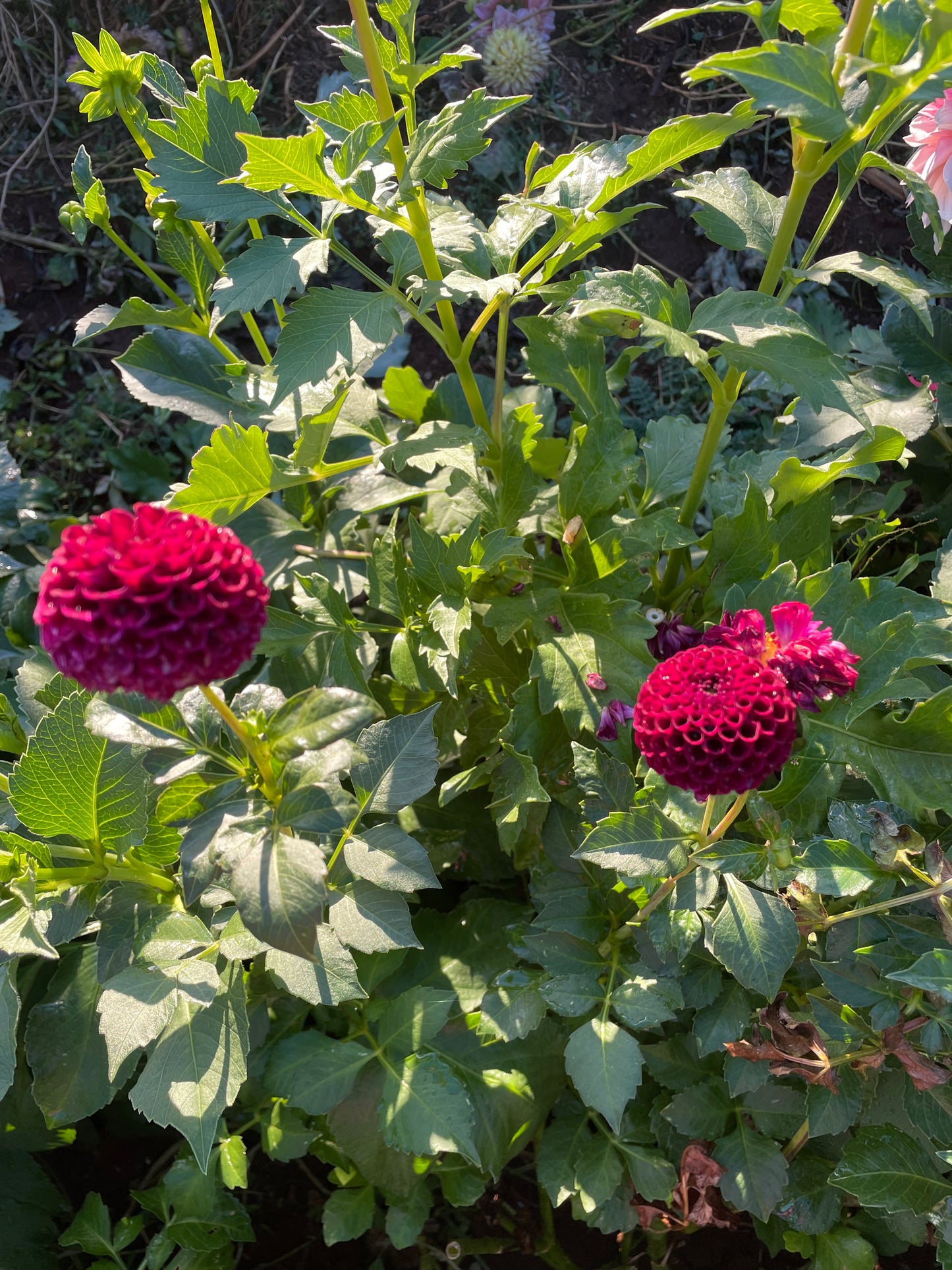 Moor Place Dahlia Tuber