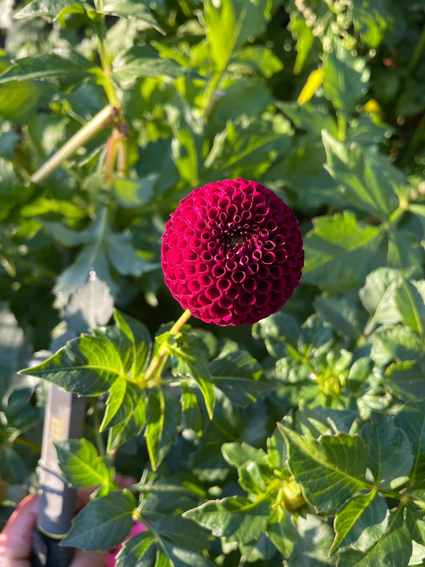 Moor Place Dahlia Tuber