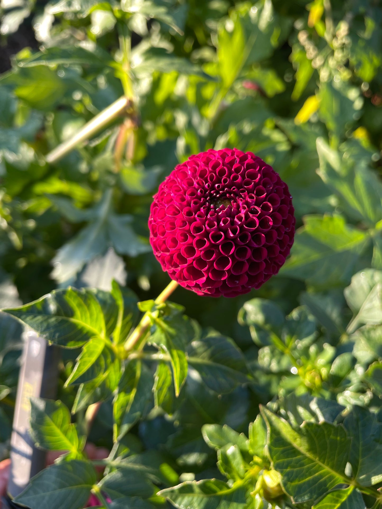 Moor Place Dahlia Tuber