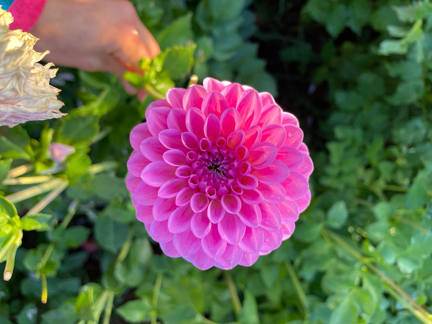 Chimacum Katie Dahlia Tuber