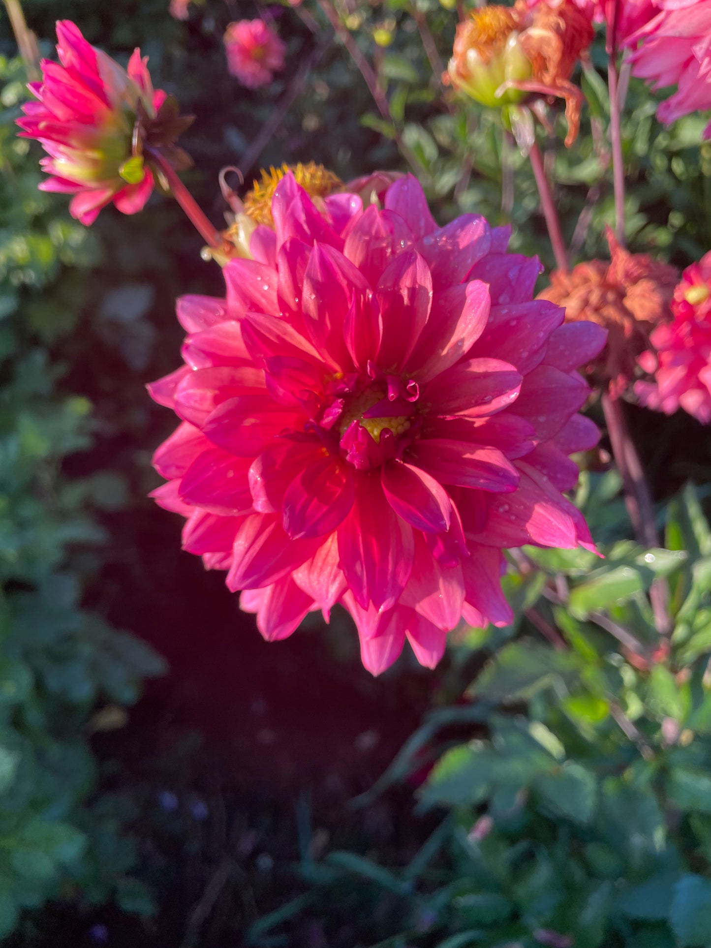 Sonic Bloom Dahlia Tuber