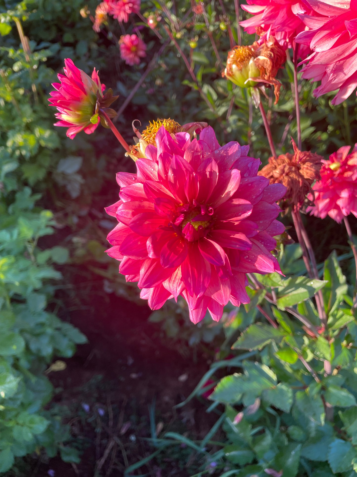 Sonic Bloom Dahlia Tuber