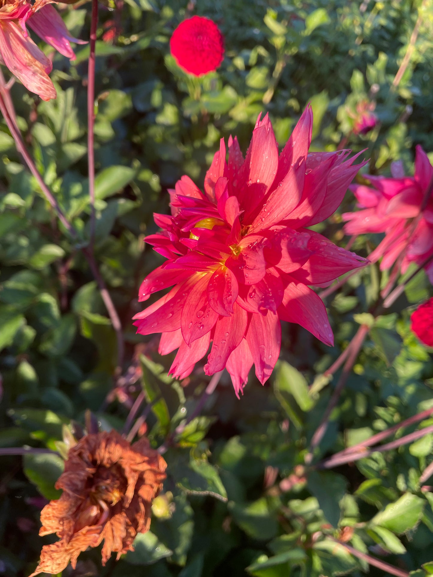 Sonic Bloom Dahlia Tuber
