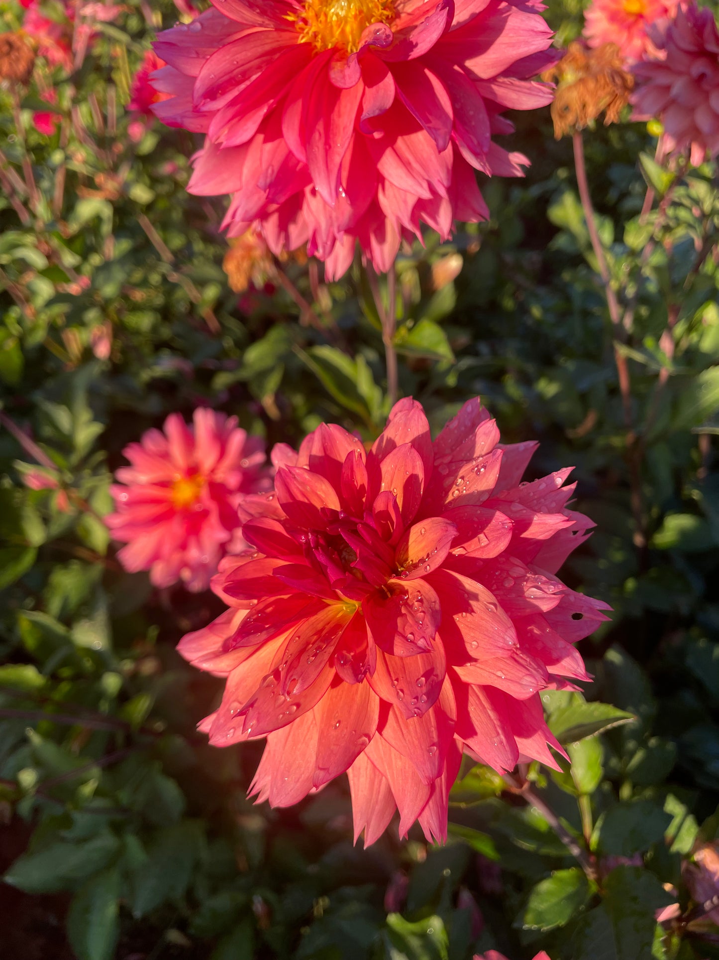 Sonic Bloom Dahlia Tuber