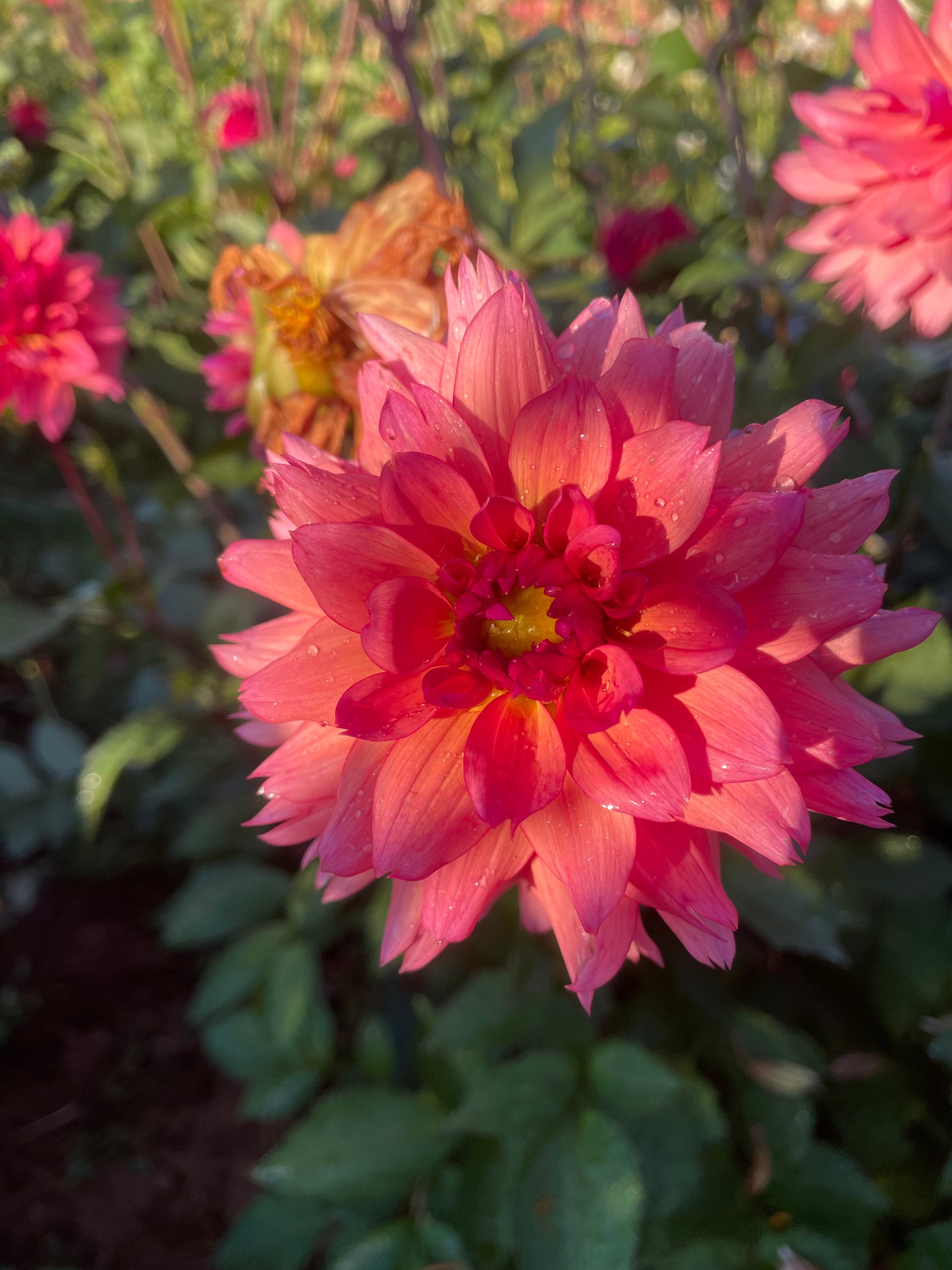 Sonic Bloom Dahlia Tuber